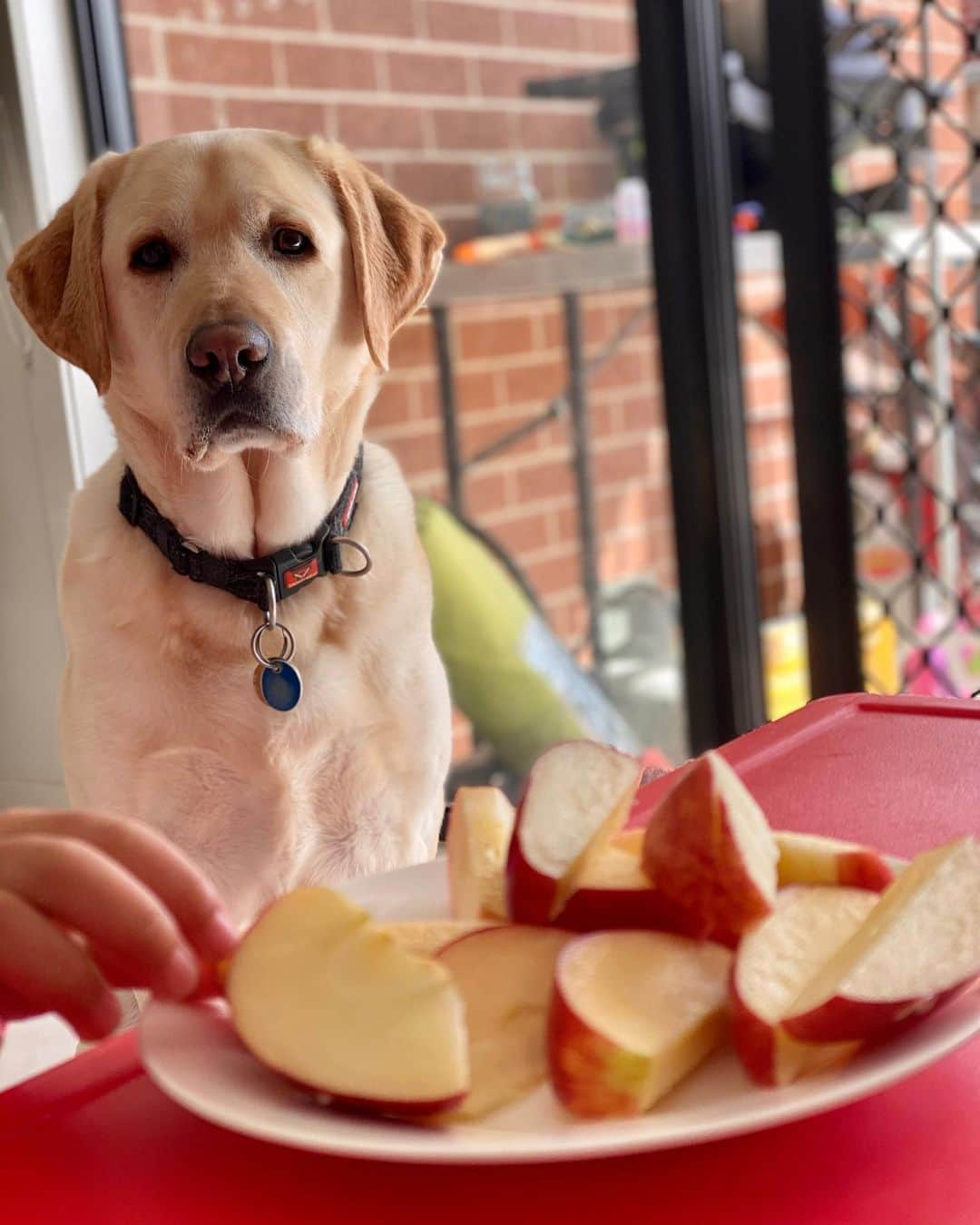 Rocky the Labのインスタグラム：「but...but...those are my apples! 😩 #labrador #labradorretriever #girlandherpup #dogsofinstagram #doglovers #labradorsofinstagram #furbaby」