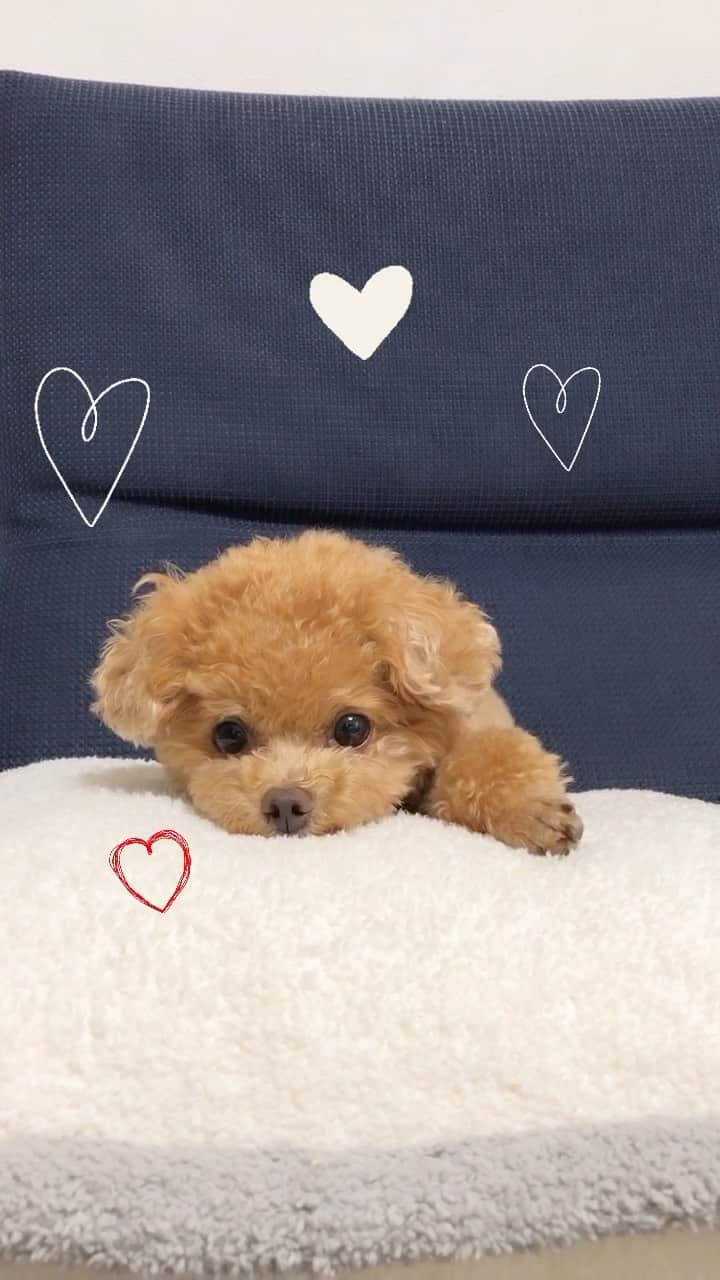ふわのインスタグラム：「初リール。むずかしいです…  #toypoodle#toypoodlegram#dogsofinstagram#doglife#doglover#dog#instadog#fuwamama#ふわもこのふわ#ふわ#トイプードル#犬バカ部#親バカ部#犬のいる暮らし#いぬすたぐらむ」