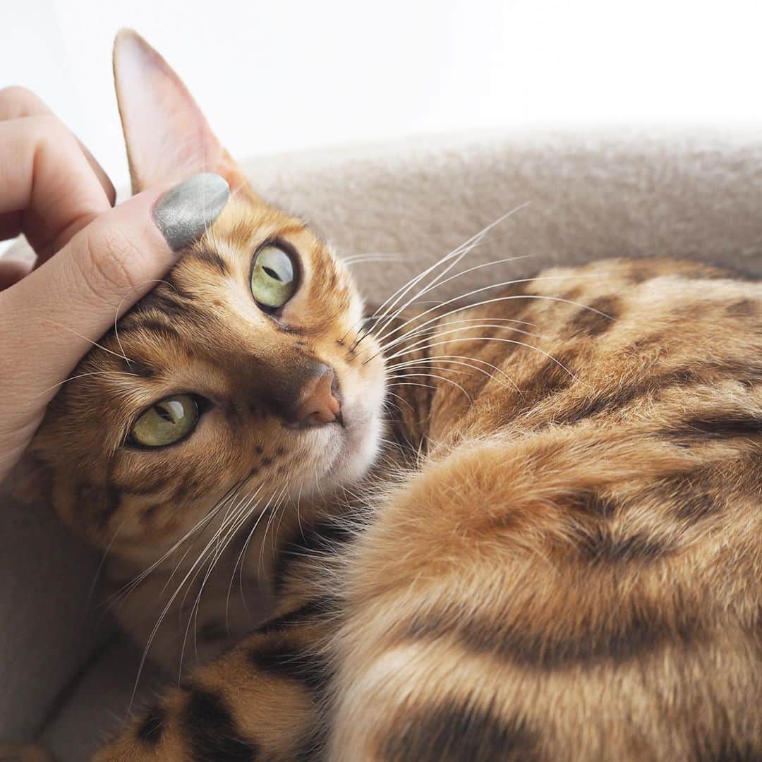 山名未紗のインスタグラム：「@bengal_my  愛猫#ベンガル のアメリ🐈 と @icegel_japan  #マグネットネイル  1150 とgelをブレンドした オリジナルcolor💅🏻」