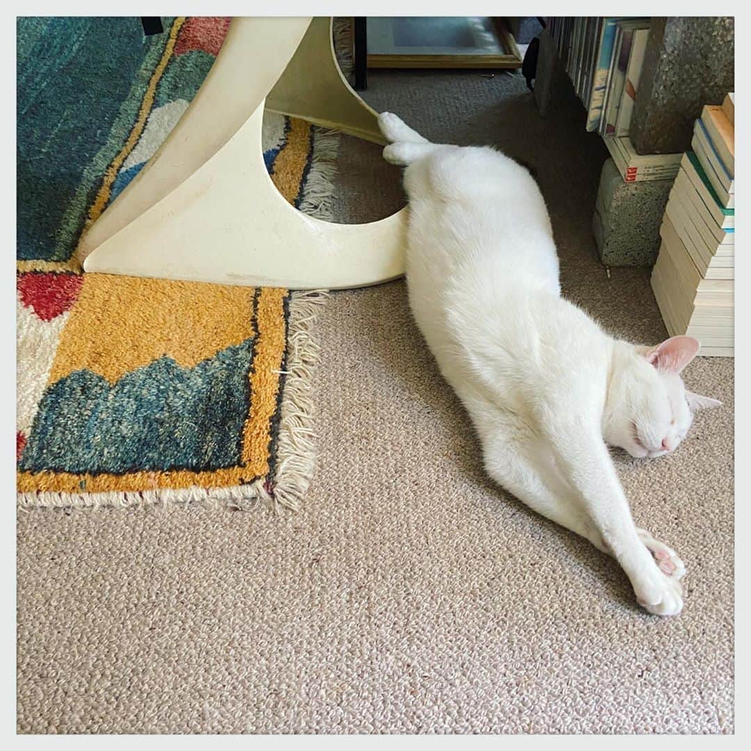 kumikoのインスタグラム：「至る所に猫が落ちてる。」