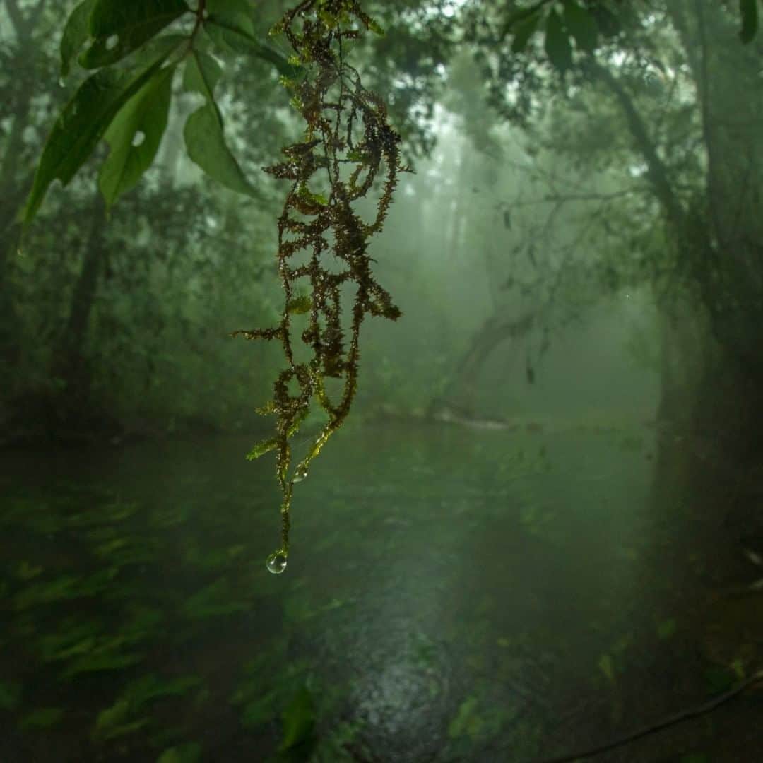 National Geographic Travelさんのインスタグラム写真 - (National Geographic TravelInstagram)「Photo by Prasenjeet Yadav @prasen.yadav  The mist in the cloud forest is definitely one of the most prominent attractions for me. I was reading a study that shows that in a rainforest such as this, fungi and plants are essential contributors to the development of mist and clouds and eventually influence rainfall. Plants and fungi emit potassium salts as aerosol particles, which act as condensation seeds for fog and cloud droplets. How and why these fungi and plants emit these nonvolatile, inorganic salts is unknown, but I love the connection of how tiny fungi influence rain. Follow me @prasen.yadav for more photos from the extremely biodiverse states of India and parts of Central Asia.」8月17日 13時09分 - natgeotravel
