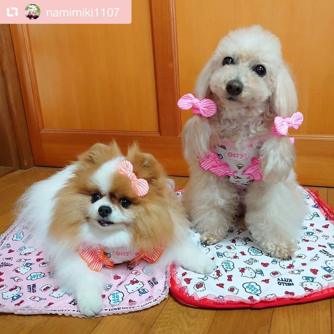 大原かおりさんのインスタグラム写真 - (大原かおりInstagram)「♡♡♡ 🐶ポメラニアン なみちゃん 🐶プードル みきちゃん @namimiki1107  #Otty商品 リポスト ❤︎Otty×HELLO KITTYコラボ ・スーパークールクール アイス柄メッシュタンク ・総柄カフェマット ・キャリーカゴバッグ ❤︎お揃いリボンバレッタ ☺︎ Cuunさん企画のオンラインファッションでOttyのモデル犬を務めてくれた、なみちゃん&みきちゃん🐶🐶💕 キティちゃんのメッシュタンクをお揃いで着てくれてありがとねっ💖🧡 ステキなお庭羨ましい〜🐶✨ ⑅◡̈⑅ #Ottyの夏 #ポメ #なみちゃん#プードル #みきちゃん #HELLOKITTY #キティちゃんコラボ #クークチュール #クールクール #メッシュタンク #ヘアバレッタ #カフェマット #カゴバッグ #DogStagram #わんことの暮らし #🐶❤️  ♔∴∵∴∴∵∴♔∴∵∴♔∴∵∴♔∴∵∴♔∴∵∴♔∴∵∴♔∴∵∴♔∴∵∴♔∴∵∴♔ repost @namimiki1107 可愛い～💕 @oharagaori_otty さまの新作❤️ ✨Otty×HELLO KITTYコラボ✨ クールメッシュタンク❤️ なみみきは色ちがいで購入しました💕 可愛い～💕 かごキャリーバッグもKITTYちゃん❤️ みきもゆったり入れるサイズです😊  #otty  #kittyコラボ  #ポメラニアン #トイプードル #なみとみき  #可愛い💕 #お庭でファッションショー  #風が強かった #新作お洋服」8月17日 14時00分 - oharagaori_otty