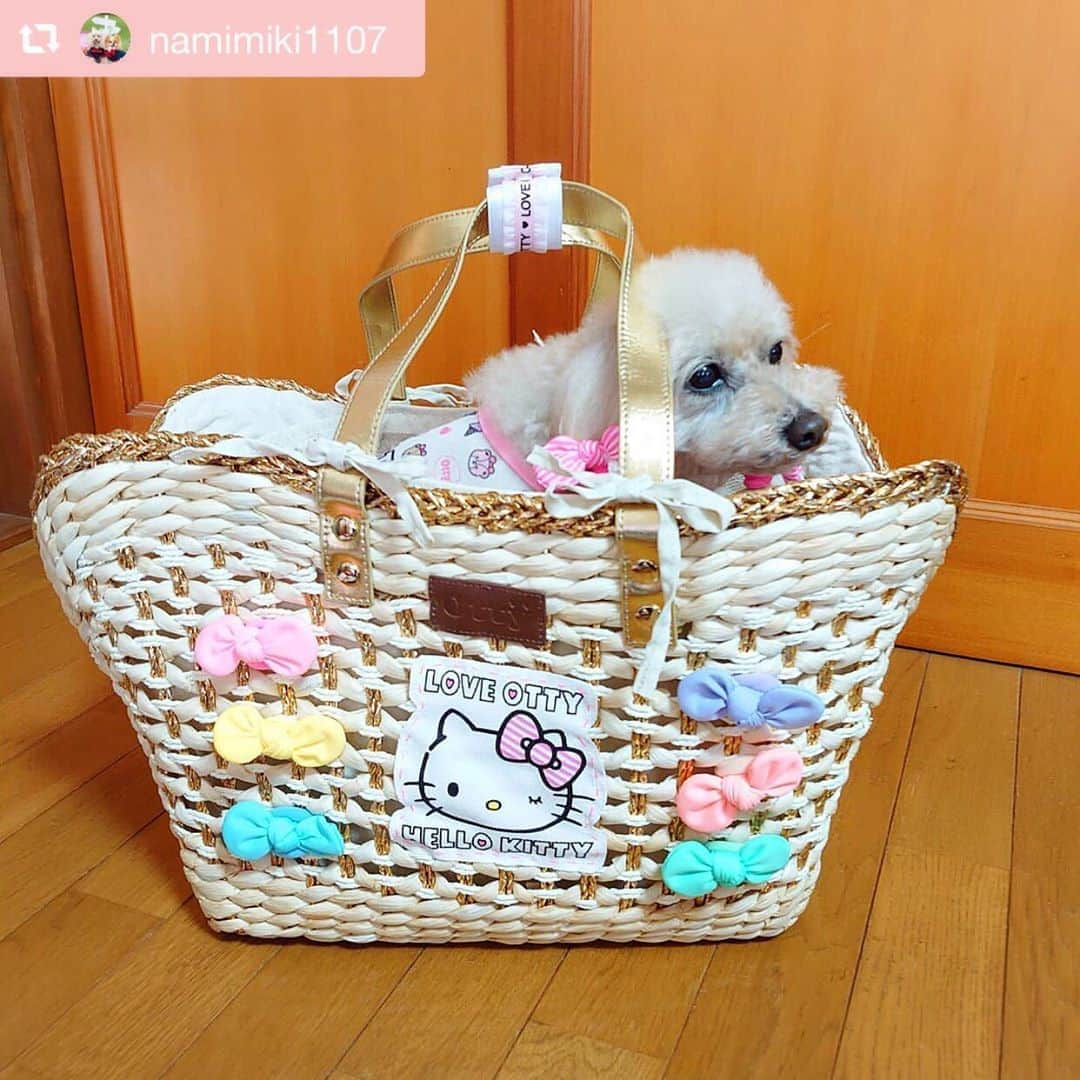 大原かおりさんのインスタグラム写真 - (大原かおりInstagram)「♡♡♡ 🐶ポメラニアン なみちゃん 🐶プードル みきちゃん @namimiki1107  #Otty商品 リポスト ❤︎Otty×HELLO KITTYコラボ ・スーパークールクール アイス柄メッシュタンク ・総柄カフェマット ・キャリーカゴバッグ ❤︎お揃いリボンバレッタ ☺︎ Cuunさん企画のオンラインファッションでOttyのモデル犬を務めてくれた、なみちゃん&みきちゃん🐶🐶💕 キティちゃんのメッシュタンクをお揃いで着てくれてありがとねっ💖🧡 ステキなお庭羨ましい〜🐶✨ ⑅◡̈⑅ #Ottyの夏 #ポメ #なみちゃん#プードル #みきちゃん #HELLOKITTY #キティちゃんコラボ #クークチュール #クールクール #メッシュタンク #ヘアバレッタ #カフェマット #カゴバッグ #DogStagram #わんことの暮らし #🐶❤️  ♔∴∵∴∴∵∴♔∴∵∴♔∴∵∴♔∴∵∴♔∴∵∴♔∴∵∴♔∴∵∴♔∴∵∴♔∴∵∴♔ repost @namimiki1107 可愛い～💕 @oharagaori_otty さまの新作❤️ ✨Otty×HELLO KITTYコラボ✨ クールメッシュタンク❤️ なみみきは色ちがいで購入しました💕 可愛い～💕 かごキャリーバッグもKITTYちゃん❤️ みきもゆったり入れるサイズです😊  #otty  #kittyコラボ  #ポメラニアン #トイプードル #なみとみき  #可愛い💕 #お庭でファッションショー  #風が強かった #新作お洋服」8月17日 14時00分 - oharagaori_otty