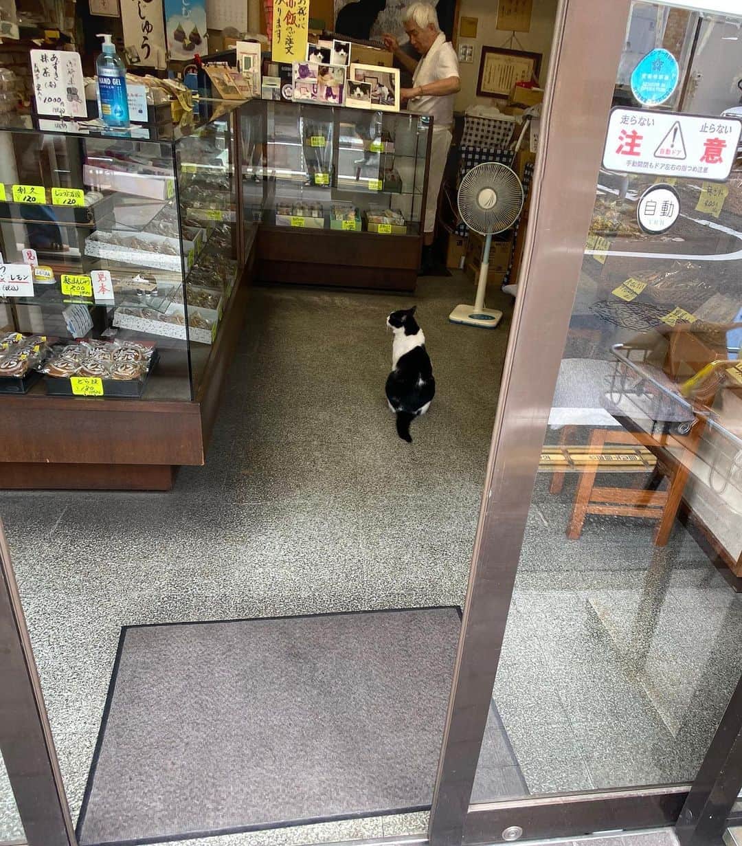 岡部晴彦さんのインスタグラム写真 - (岡部晴彦Instagram)「ネコさんに誘われるままに  #バターどらやき」8月17日 14時10分 - hal_96