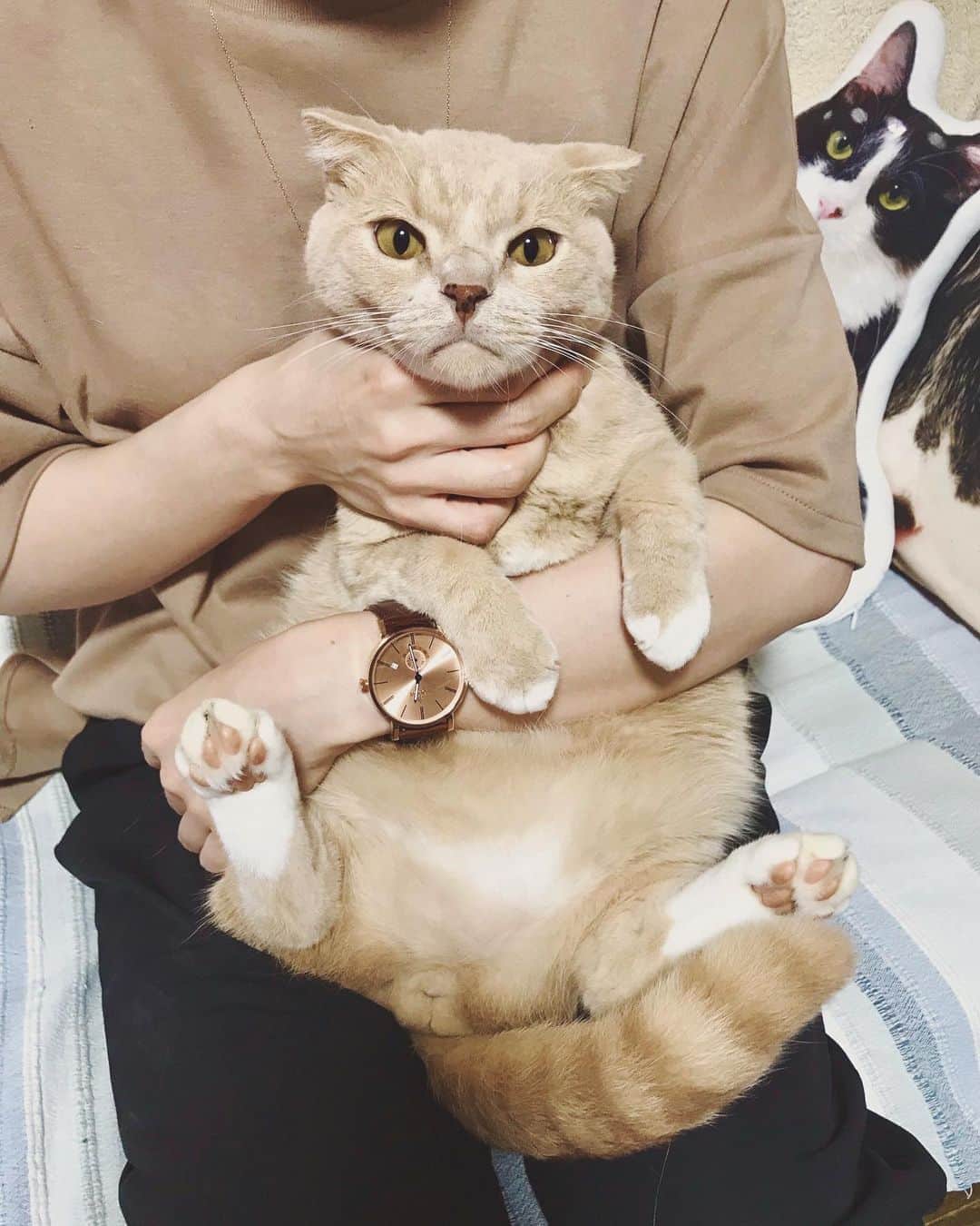 もじゃころのインスタグラム：「久しぶりのガブちゃん🐱 なんだかばんどぅ以外みんな久しぶりになっちゃってすいません😂今日も元気いっぱいかわいさ全開です👍👍👍  あとで撮った写真見たらばんどぅいる…😂  このかわいい時計は LOBOR @loborjapan さんの⌚️ビッグフェイス&シンプルはやっぱりかわいいなぁ✨カラーもつぼすぎる😻  今ならクーポンコード【mojyahh】で10%offになります。(使用期限は本日より1年間)  #lobor #ロバー #腕時計 #時計 #手元倶楽部  #スコティッシュフォールド #scottishfold #あいちゃんの膝の上」