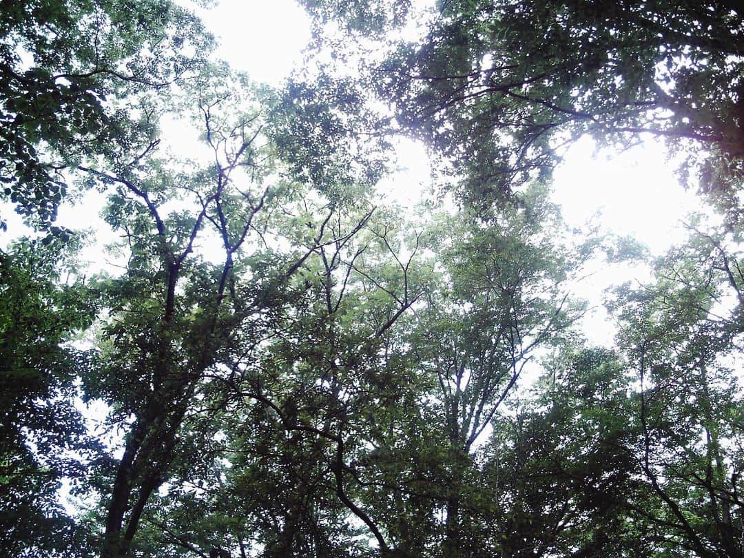 村田寛奈さんのインスタグラム写真 - (村田寛奈Instagram)「🌳 自然を吸収してきました #トイカメラ #自然#木漏れ日」8月17日 14時55分 - hironamurata081229