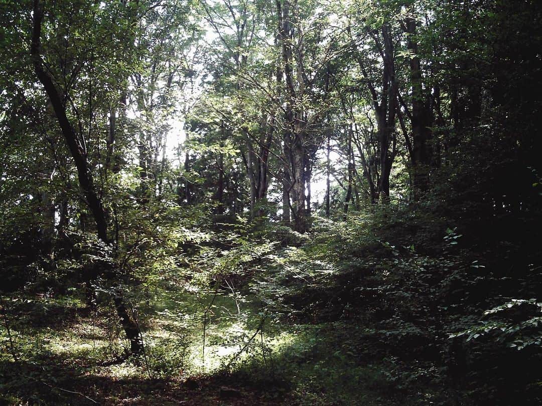 村田寛奈のインスタグラム：「🌳 自然を吸収してきました #トイカメラ #自然#木漏れ日」