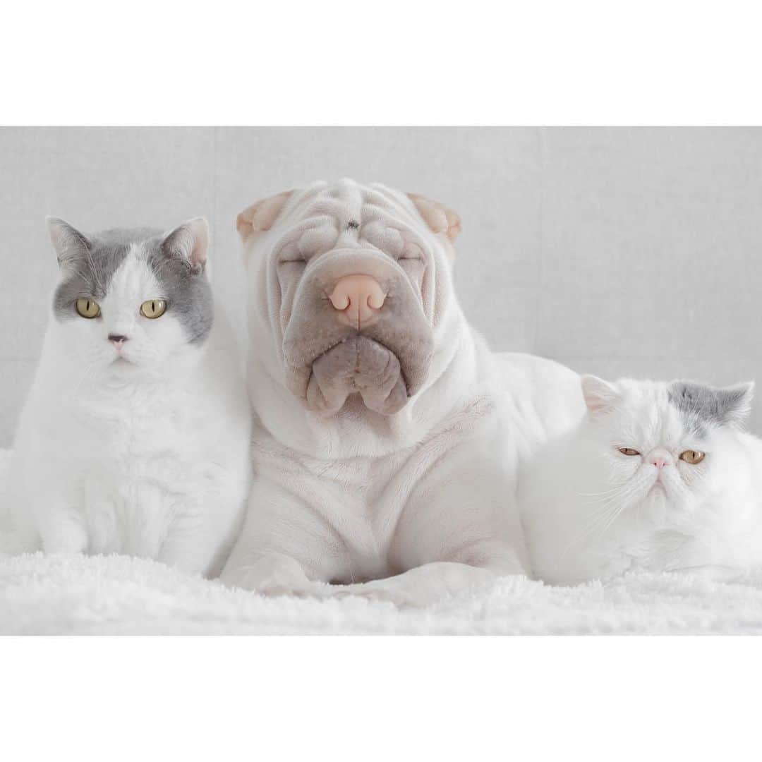 annie&pADdinGtoNさんのインスタグラム写真 - (annie&pADdinGtoNInstagram)「Monday meetings.. #isitfridayyet #🥱 #butler #lambington #harold #britshshorthair #sharpei #exoticshorthair #cat #catsofinstagram #dog #dogsofinstagram #catsanddogs #brothers #love #wrinkles #dogsofinstagram #catsofinstagram #instagood #animals #weeklyfluff #monday #meeting #doglover #catlover #iloveyoutothemoonandback」8月17日 14時52分 - anniepaddington
