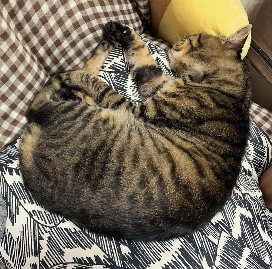 Musashiさんのインスタグラム写真 - (MusashiInstagram)「夕方ムサシさん。リラックマを枕にお昼寝スヤスヤ。Catnap. #musashi #mck #cat #キジトラ #ムサシさん #musashi_the_cat #ねこすたぐらむ」8月13日 19時35分 - _daisy