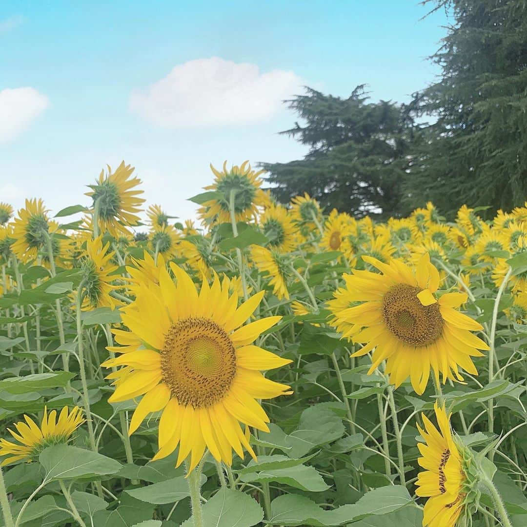 のインスタグラム：「🌻 * 母親とうな富士へ行った帰りに鶴間公園へ。 ミニひまわりが咲いていて可愛かった♡ * #向日葵 #鶴舞公園」