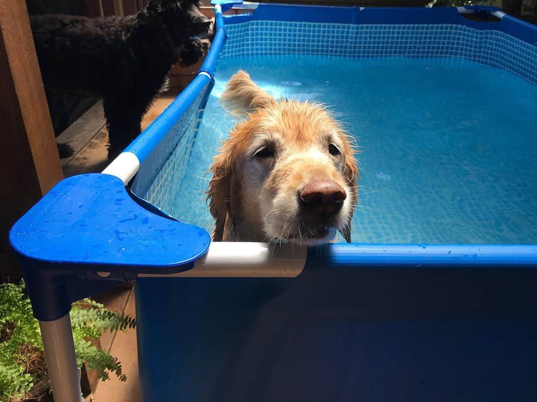 ともさんのインスタグラム写真 - (ともInstagram)「今日はプールの水を抜いてまーす🙌🏼 * #お庭プール　#ゴールデンレトリバー　#こーる君12歳 #goldenretriever」8月13日 11時25分 - tomowithdog