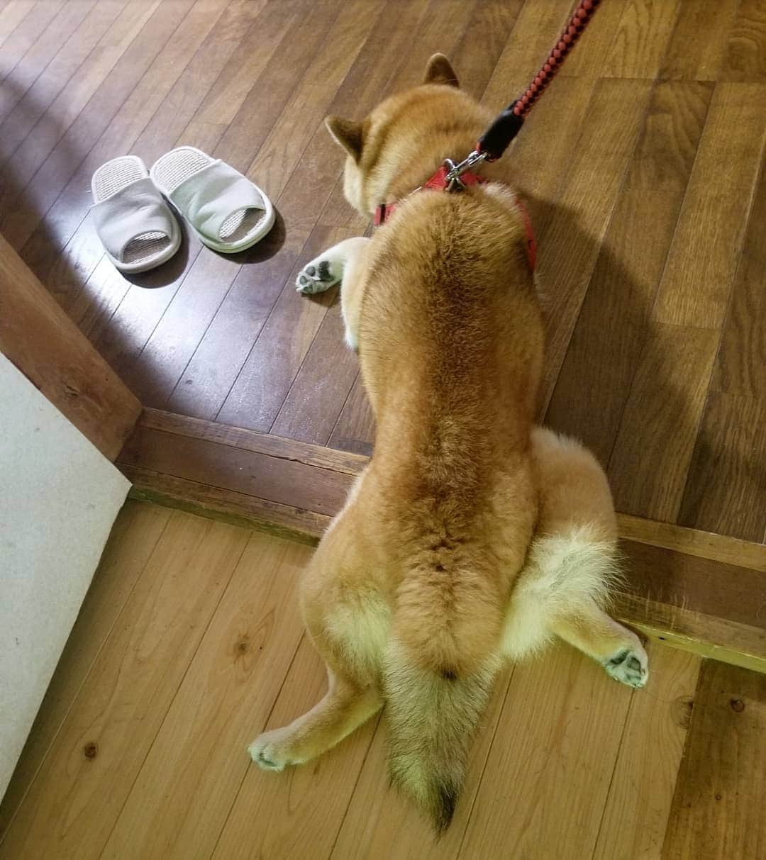 柴犬たま Shibainu Tamaさんのインスタグラム写真 - (柴犬たま Shibainu TamaInstagram)「行き倒れ…？(笑)﻿ ﻿﻿﻿﻿﻿﻿ Caption trans🇬🇧﻿﻿﻿﻿﻿﻿ Shiba Inu collapsed and dying in the street…?(lol)﻿ ﻿ #柴犬たま #たママ #たまーば #暑い #行き倒れ #カエル足 #しっぽモフモフ #たぬきのしっぽ #ふわもこ﻿ #後頭部フェチ﻿﻿﻿ #柴犬 #shiba #shibainu #shibastagram #犬 #dog」8月13日 11時32分 - tama7653