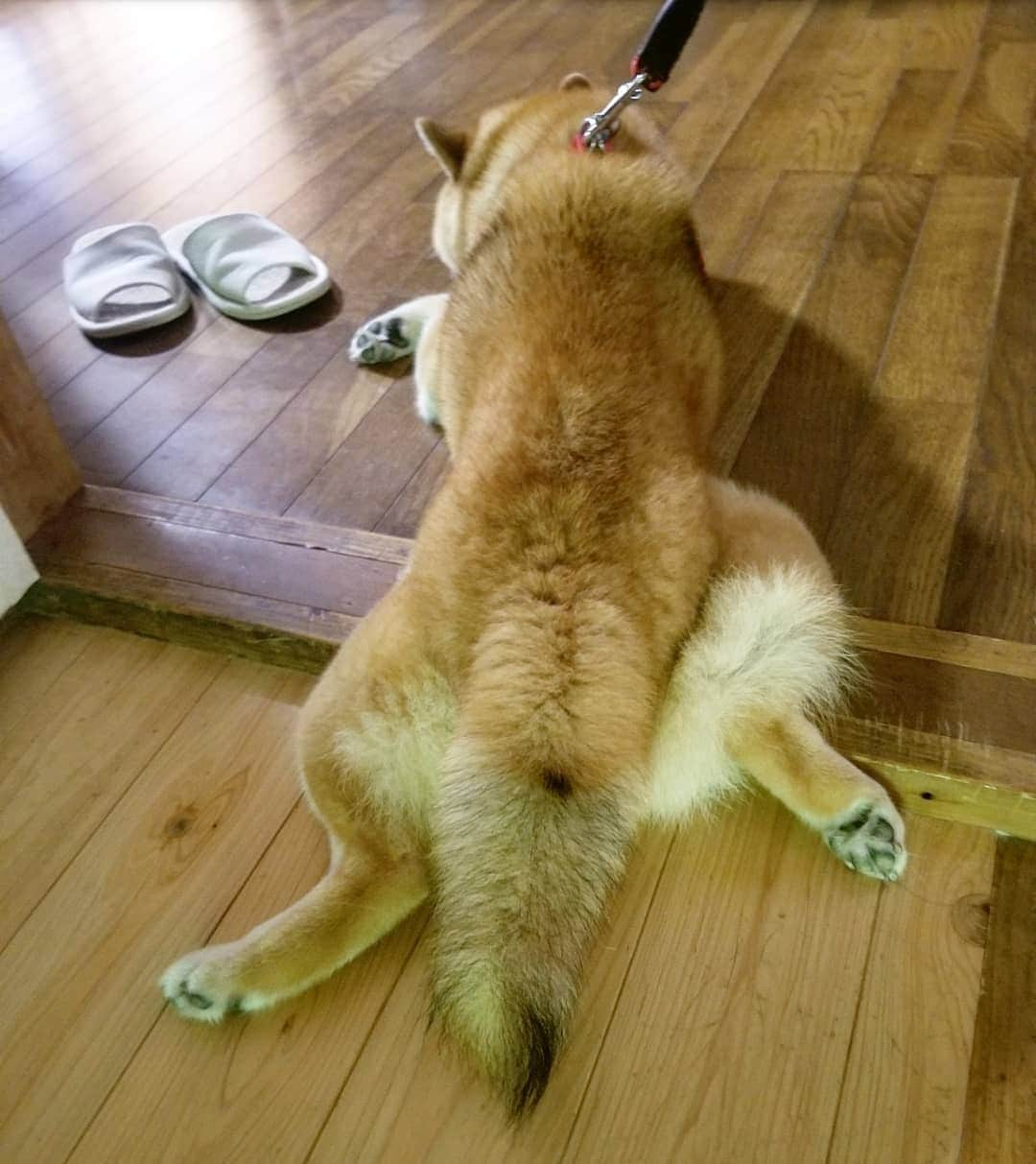 柴犬たま Shibainu Tamaさんのインスタグラム写真 - (柴犬たま Shibainu TamaInstagram)「行き倒れ…？(笑)﻿ ﻿﻿﻿﻿﻿﻿ Caption trans🇬🇧﻿﻿﻿﻿﻿﻿ Shiba Inu collapsed and dying in the street…?(lol)﻿ ﻿ #柴犬たま #たママ #たまーば #暑い #行き倒れ #カエル足 #しっぽモフモフ #たぬきのしっぽ #ふわもこ﻿ #後頭部フェチ﻿﻿﻿ #柴犬 #shiba #shibainu #shibastagram #犬 #dog」8月13日 11時32分 - tama7653