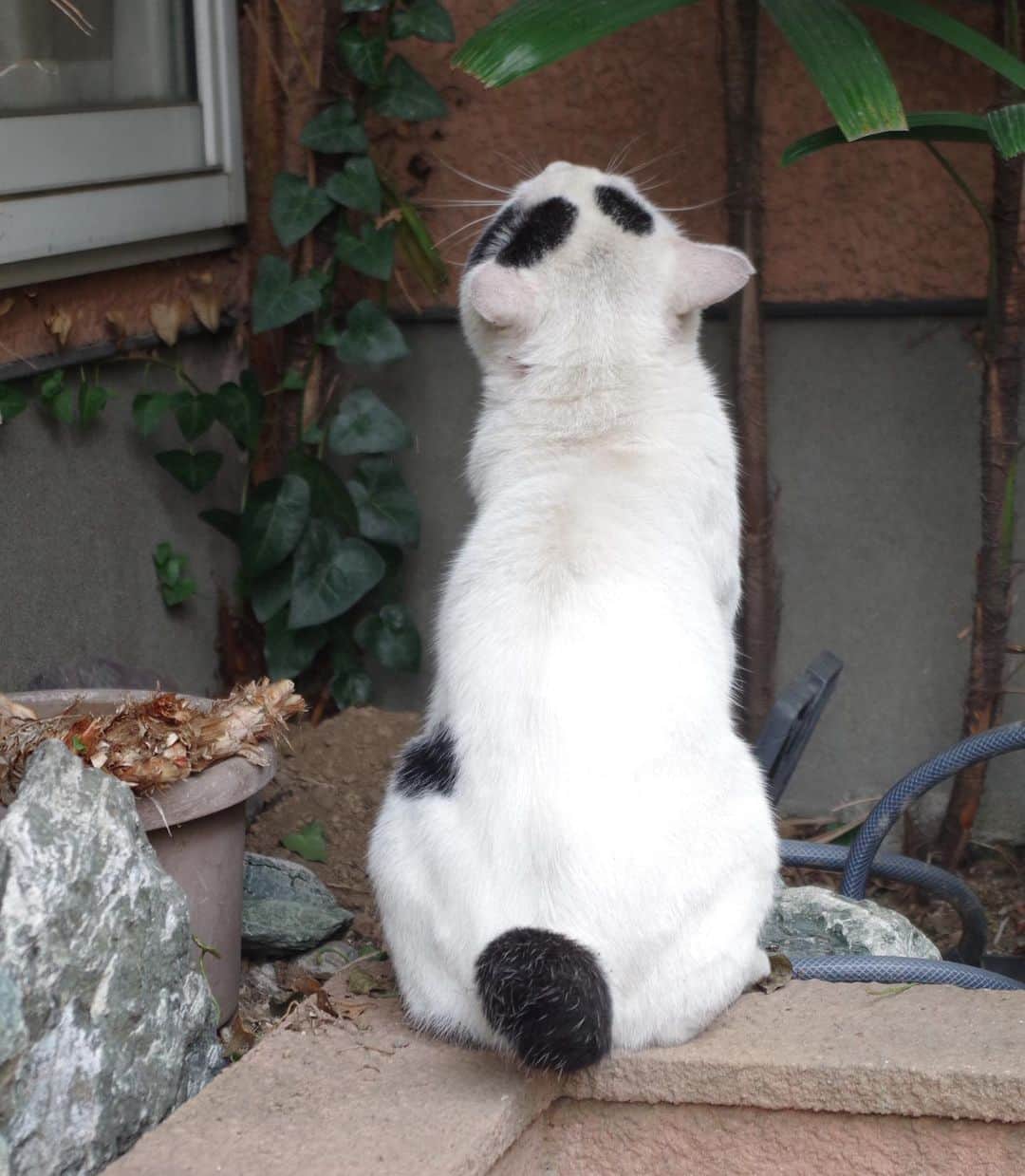 Kachimo Yoshimatsuさんのインスタグラム写真 - (Kachimo YoshimatsuInstagram)「一年前のナナクロ Nanakuro a year ago Photo:2019.08.12 朝ごはんの後、植物と戯れ、巻きホースの上に乗ってポーズをとるナナさん。  #うちの猫ら #nanakuro #ナナクロ #一年前のナナクロ #猫 #ねこ #cat #ネコ #catstagram #ネコ部 http://kachimo.exblog.jp」8月13日 12時03分 - kachimo