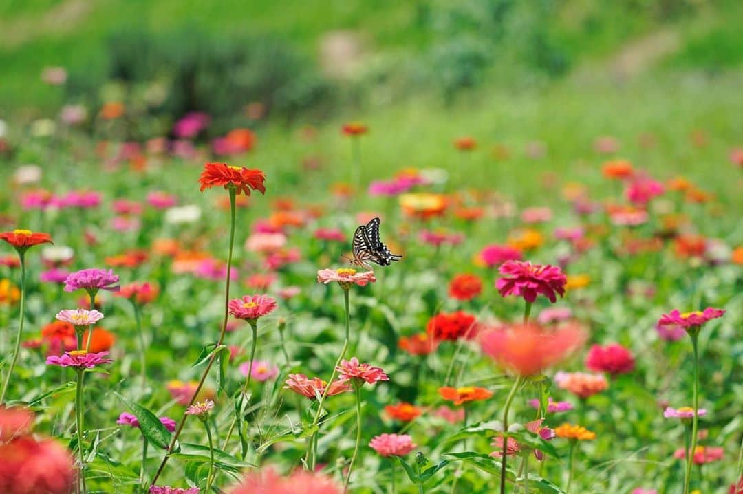 平塚市さんのインスタグラム写真 - (平塚市Instagram)「* 見頃の百日草を撮影すべく イシックス馬入のお花畑へ。 アゲハ蝶の休憩シーンをパシャリ。 *** #手をつなぎたくなる街 #hiratsukagood #hiratsuka#平塚 #kanagawaphotoclub #馬入#花畑#お花畑 #馬入のお花畑 #イシックス馬入のお花畑 #百日草#ジニア #zinnia #蝶々#蝶 #アゲハ #アゲハ蝶 #週末の過ごし方 #日々#暮らし #instagramjapan#igersjp」8月13日 12時01分 - hiratsukagood