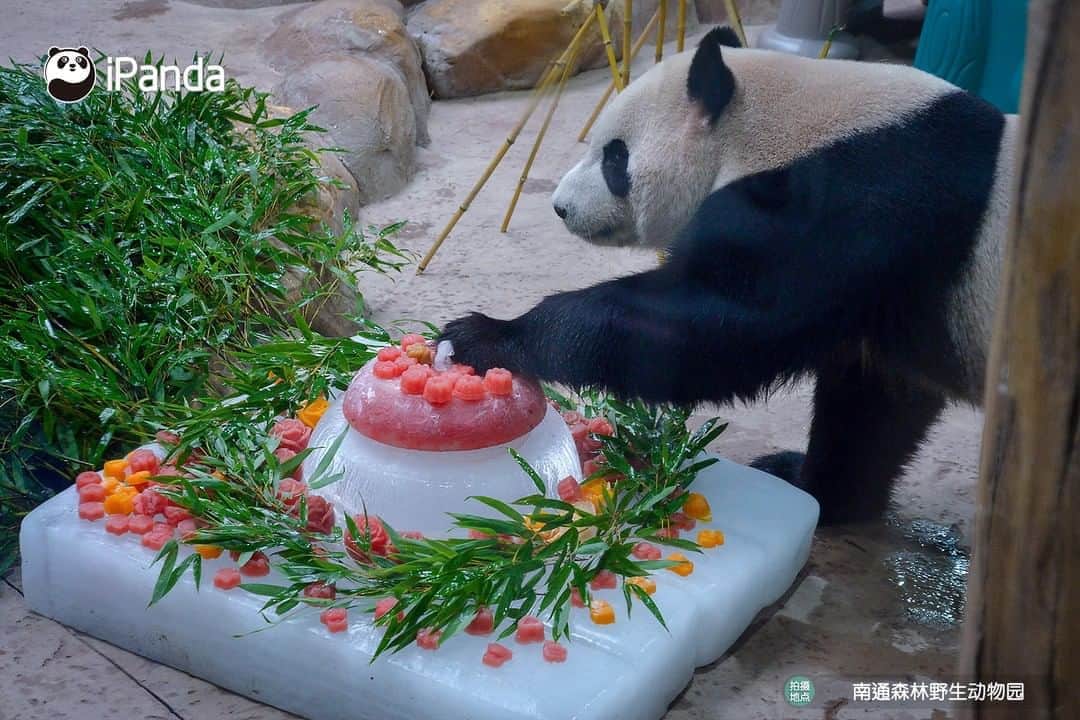 iPandaさんのインスタグラム写真 - (iPandaInstagram)「A birthday party was held for twin giant pandas, Xing Hui and Xing Fan, at the Nantong Forest Safari Park on Aug 8, 2020. Nannies prepared a luxurious fruit icecake on their 4th birthday. 🎂 🎂 🎂 #Panda #iPanda #Cute #PandaPic #PandaNews」8月13日 12時40分 - ipandachannel