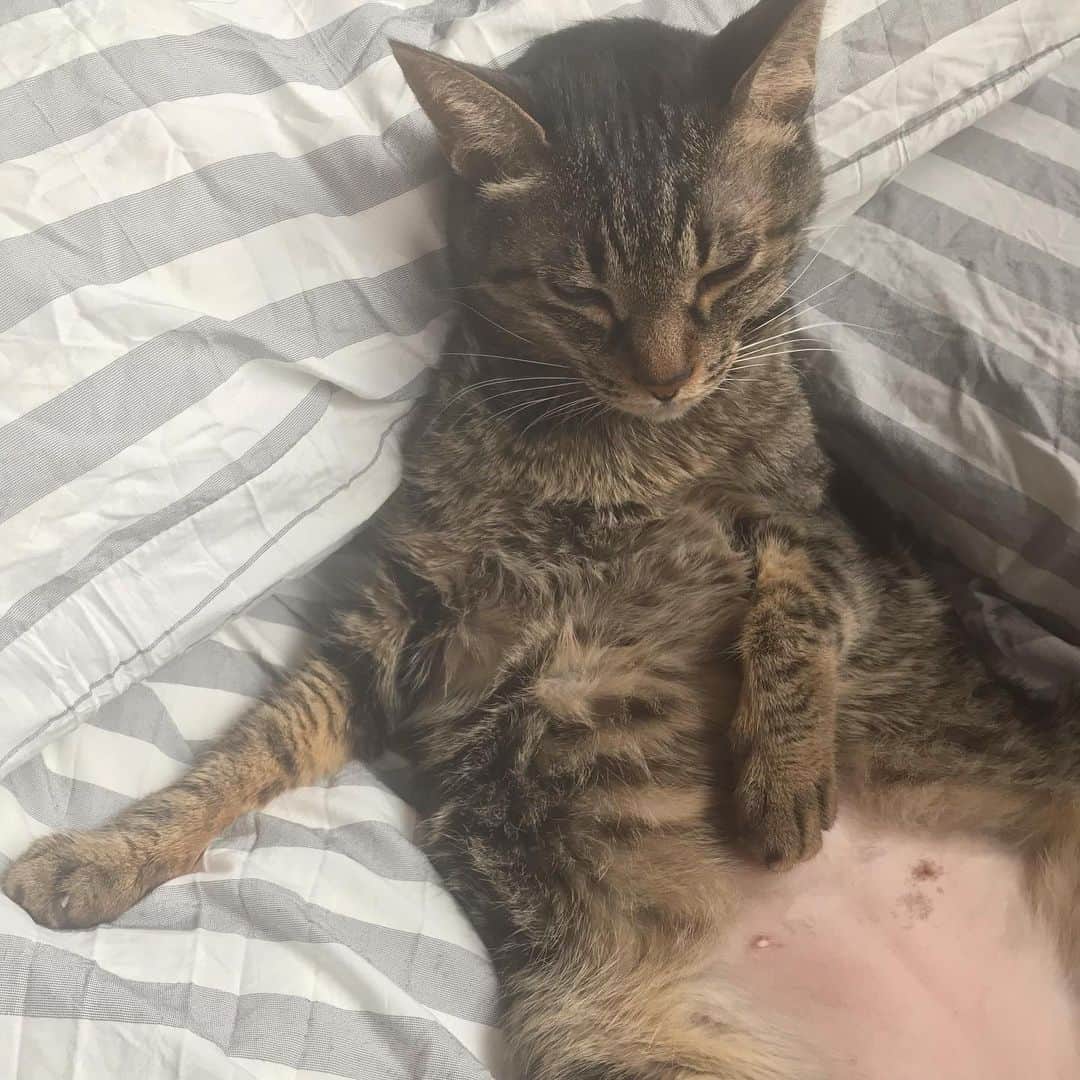 小嶋晶子のインスタグラム：「Super hot! 🐈🔥☀️🐾 #cat #cats #browntabby #catsofinstagram #catstagram #neko #nekostagram #ねこ #ねこ部 #ねこすたぐらむ #きじとら #きじとらねこ #きじとら女子 #きじとら部 #ネコ #ネコ部  #キジトラ #キジトラネコ #キジトラ部 #かぎしっぽ #かぎしっぽ猫部 #カギしっぽ #カギしっぽ猫 #お腹ハゲてる #足の裏もハゲてる」