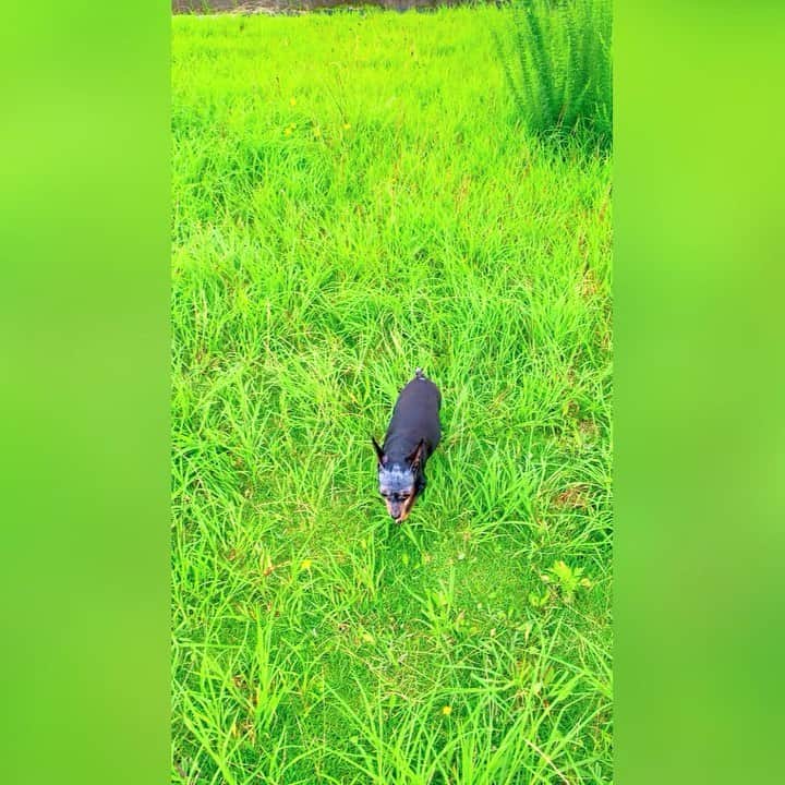 のインスタグラム：「愛蘭たんと公園デート❤️  海の見える景色に癒されます🥰  /#japan #日本 #sea #海 #海のある生活  #海の見える風景  #公園 #公園デート #ブランコ #愛犬 #愛犬家」