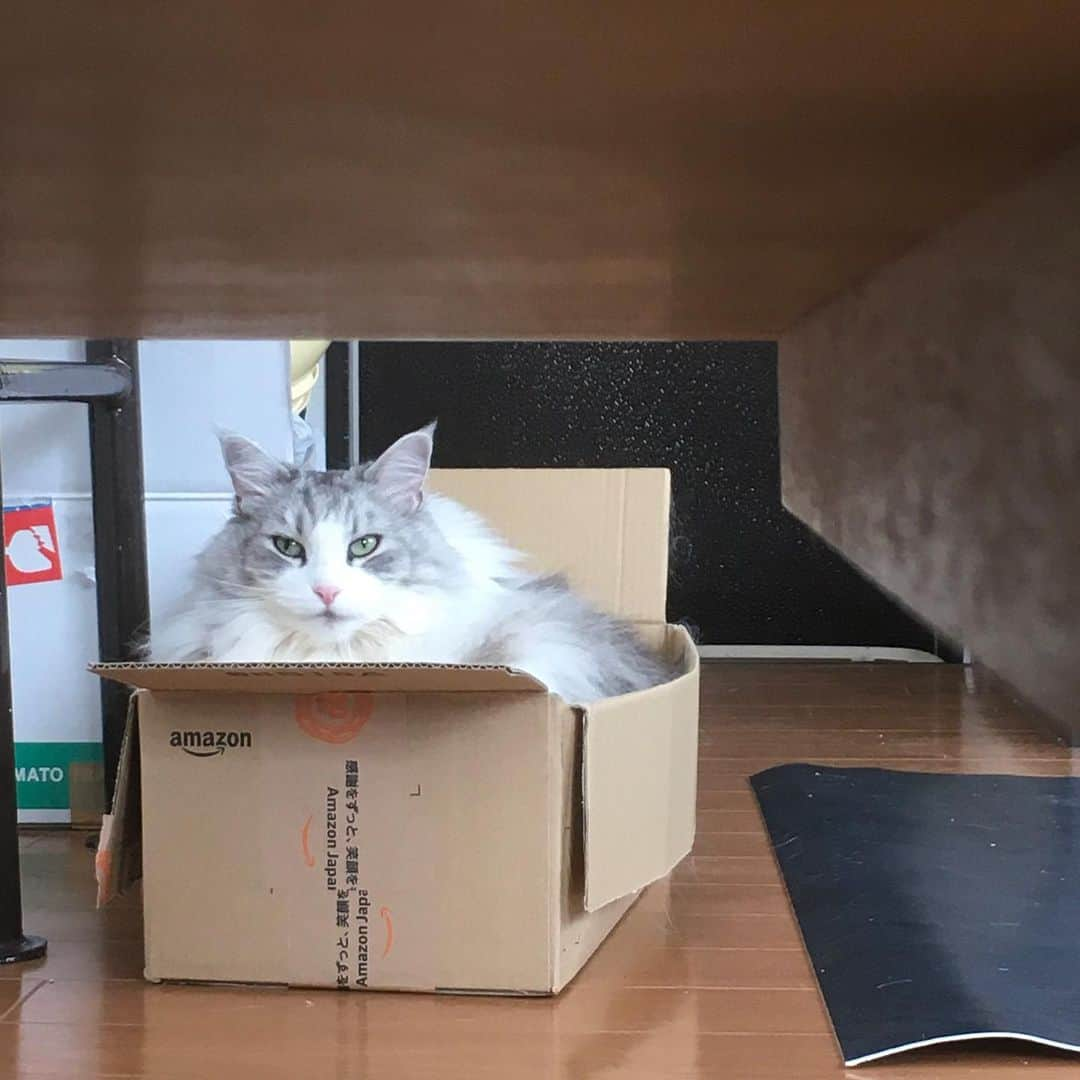 lululukululuさんのインスタグラム写真 - (lululukululuInstagram)「うちの子　　lulu🥰」8月13日 13時50分 - tajitajicat