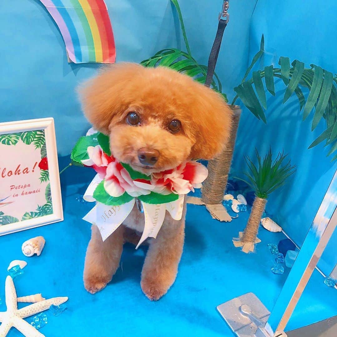 のインスタグラム：「#トイプードル 愛犬まるこ🐶💓 ㅤㅤㅤㅤㅤㅤㅤㅤㅤ 「PET-SPA CARE+CURE 石神井公園」さん にてトリミング✂️✨ @petspa_shakujiikouen ㅤㅤㅤㅤㅤㅤㅤㅤㅤ  ㅤㅤㅤㅤㅤㅤㅤㅤㅤ ㅤㅤㅤㅤㅤㅤㅤㅤㅤ ㅤㅤㅤㅤㅤㅤㅤㅤㅤ ㅤㅤㅤㅤㅤㅤㅤㅤㅤ ㅤㅤㅤㅤㅤㅤㅤㅤㅤ ㅤㅤㅤㅤㅤㅤㅤㅤㅤ 💚 PET-SPA CARE+CURE 石神井公園 💚☎︎03-6913-3324 （予約制） 営業時間 平日10:00〜19:00 土日祝日9:00〜19:00 www.pet-spa.co.jp/shop_syakujii.html  ㅤㅤㅤㅤㅤㅤㅤㅤㅤ ㅤㅤㅤㅤㅤㅤㅤㅤㅤ ㅤㅤㅤㅤㅤㅤㅤㅤㅤ ㅤㅤㅤㅤㅤㅤㅤㅤㅤ ㅤㅤㅤㅤㅤㅤㅤㅤㅤ ハッシュタグ 『 #まるこ🐶💓 』見てね❣️ ハッシュタグのフォローもお願いします💫 ㅤㅤㅤㅤㅤㅤㅤㅤㅤ  #ペットスパ #petspa #🐶 #poodle #dog #dogs #dogstagram #puppy #instagood #love #japanesegirl #푸들 #犬 #犬バカ部 #doglove #doglover #doglovers #doglife #dogslife #pet #トリミング #石神井公園  #ペットサロン #dogsalon #poodletoy #poodlelove #poodles #まるこ🐶💓 #トリミング」