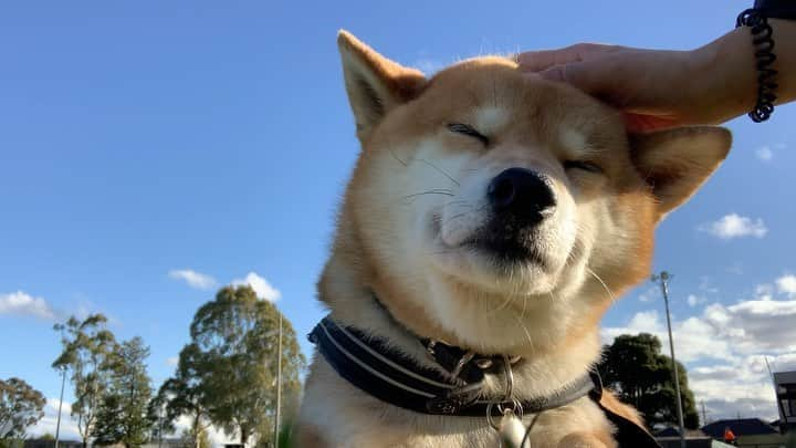 Shibainu Pontaのインスタグラム