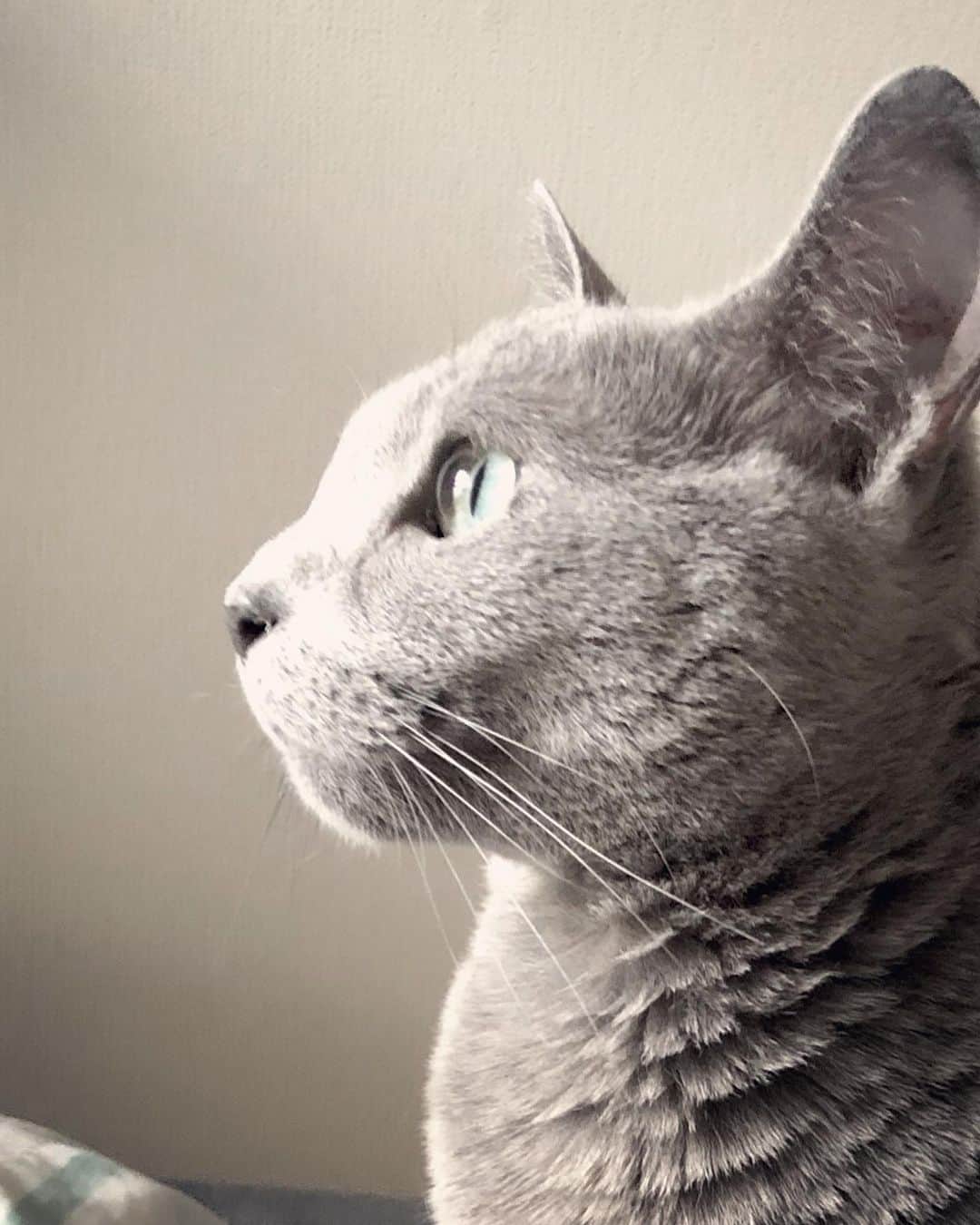 I love Russianblueのインスタグラム：「今日はお母ちゃんの七回忌 時の経つのは早いね。 会いたいな❤️ ・ ・ ・ #Russianblue #sundayfunday #katze #catsofinstagram #catoftheday #cutecat #catlover #kitty #ねこ#ilovemycat #cute #猫 #gato #러시안블루 #topcatphoto #9gag #catvideo #kitten  #instacat #meow #cats #cats_of_Instagram  #ふわもこ部  #にゃんすたぐらむ #weeklyfluff #catloversworld #dailyfluff #고양이  #냥스타그램 #ロシアンブルー」