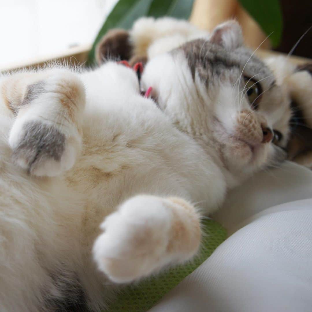 のインスタグラム：「結局、GWに続いてお盆も赴任地残留です あーあ😫  #cat #scottishfold #猫 #スコティッシュフォールド #三毛スコ友の会」
