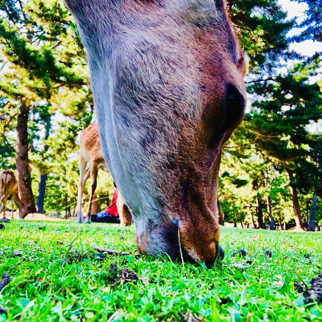 片貝直也さんのインスタグラム写真 - (片貝直也Instagram)「鹿が美味しそうでした。  しかしながら食べると捕まるのでやめました。  こんなんしてるから モテへんねん。 あほか。」8月13日 15時33分 - naoyakatagai