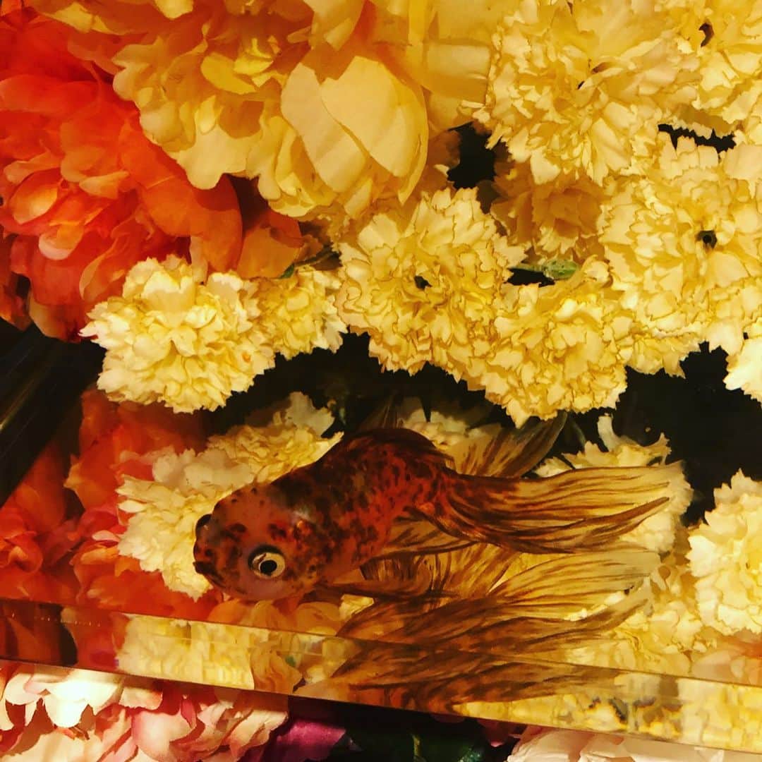 片貝直也さんのインスタグラム写真 - (片貝直也Instagram)「金魚しんどそうで心配でしたが おっさんふたりは はしゃげました。  ありがとう。」8月13日 15時38分 - naoyakatagai