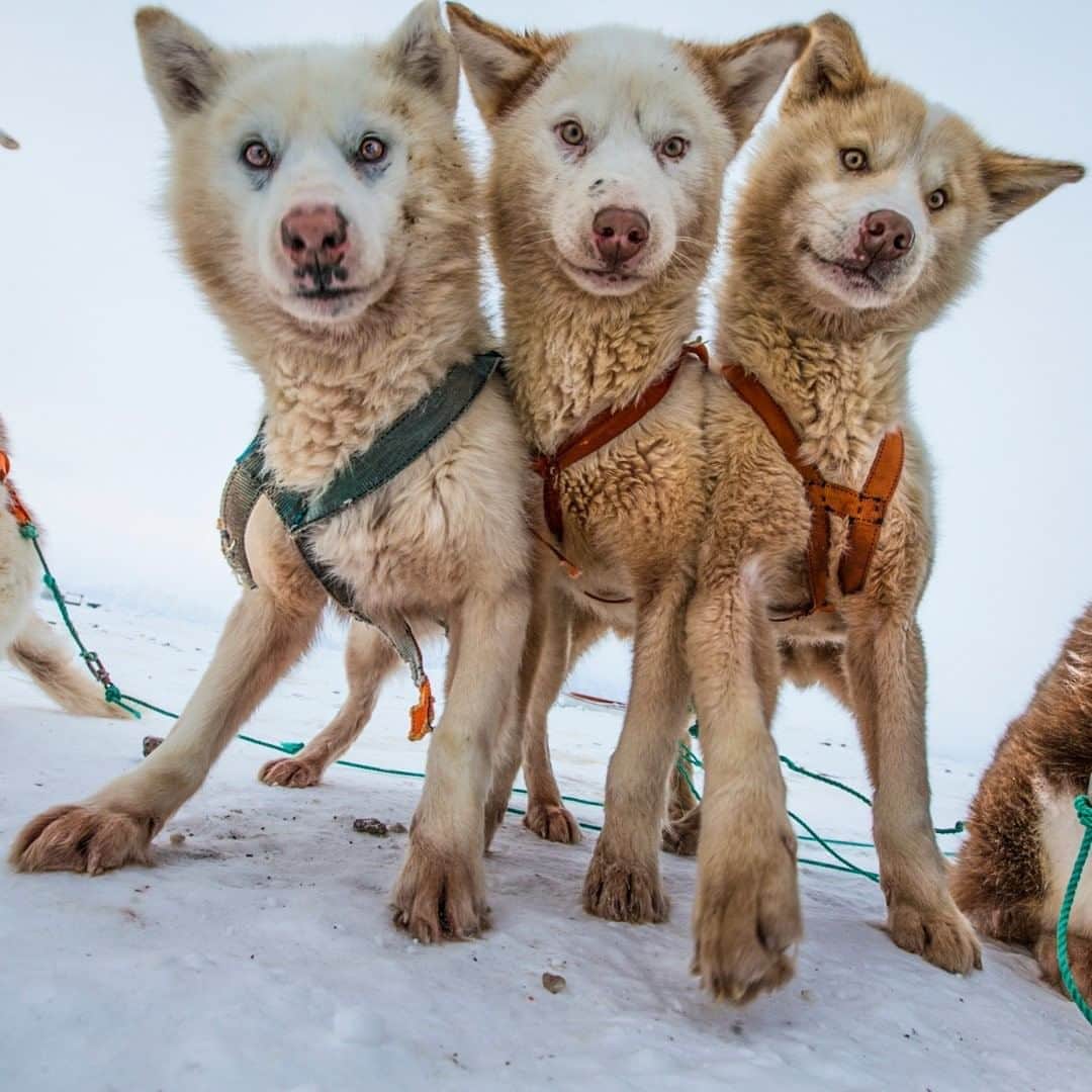 ナショナルジオグラフィックのインスタグラム