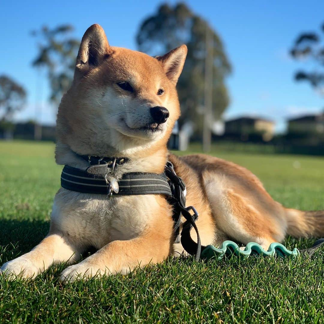 Shibainu Pontaさんのインスタグラム写真 - (Shibainu PontaInstagram)「スフィンクスぽんさん。  . #柴犬#ぽん太#メルボルン#オーストラリア#ふわもこ部#Melbourne#Australia#shiba#shibainu#ponta#kawaii#inu#Japanesedog#海外生活#doggy#日本#墨爾本#shiba_snap」8月13日 15時46分 - pontasyk