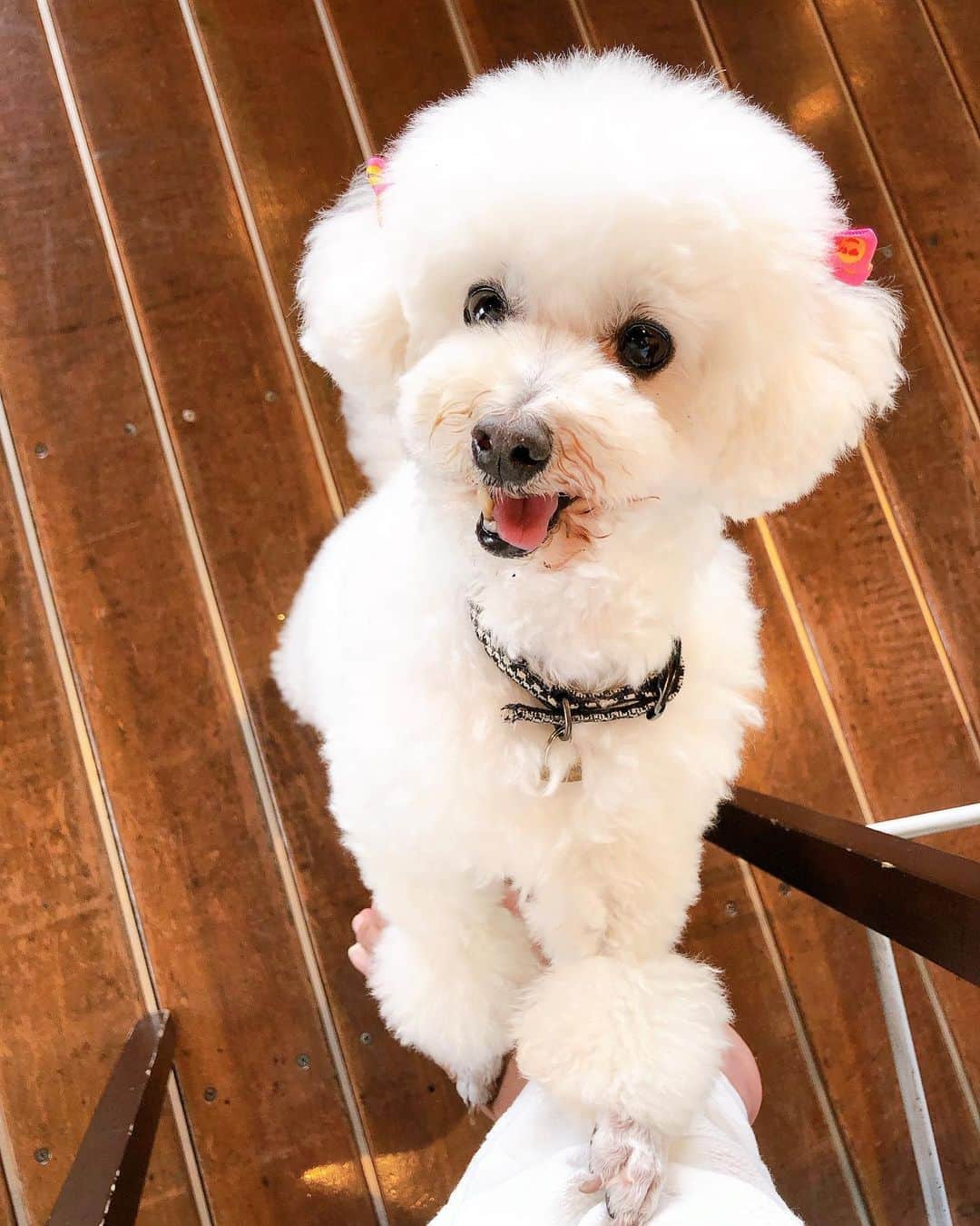 paulaさんのインスタグラム写真 - (paulaInstagram)「. とうふさま トリミングに行かれました🤍 . 男の子なのに、いつもリボンつけて帰ってきます😌 しかも今回はピンクのリボン😌w . でも可愛くてカメラロールいっぱい🥺🤍🤍🤍 . #tofu #toufu #ToyPoodle #Poodle #doggy #dog #cute #とうふさま」8月13日 16時01分 - paula0406
