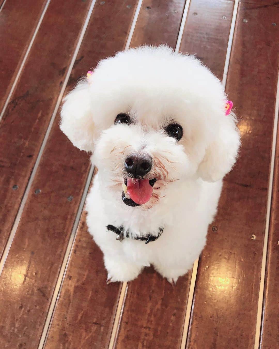 paulaのインスタグラム：「. とうふさま トリミングに行かれました🤍 . 男の子なのに、いつもリボンつけて帰ってきます😌 しかも今回はピンクのリボン😌w . でも可愛くてカメラロールいっぱい🥺🤍🤍🤍 . #tofu #toufu #ToyPoodle #Poodle #doggy #dog #cute #とうふさま」