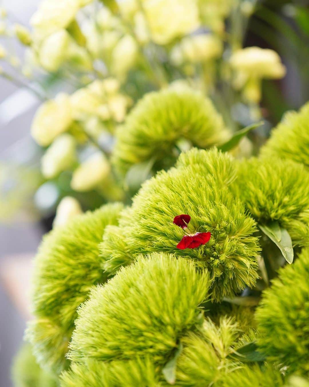 AOYAMA_HANAMOさんのインスタグラム写真 - (AOYAMA_HANAMOInstagram)「もふもふとしたグリーンのボールのような見た目のテマリソウに、小さな赤い花が咲きました。 テマリソウは英名でグリーントリュフと言い、ナデシコの仲間です。品種改良した園芸種で、切花として出回るようになったのは2000年以降のごく最近。花持ちがいいので、アレンジメントや花束に使っても長く楽しめます。 青山花茂のベテランデザイナー曰く、テマリソウが花を咲かせるのは珍しいとのこと。写真のテマリソウも、かつては赤い花を咲かせるナデシコだったのかもしれませんね。 - - - #aoyamahanamo #flowers #flowershop #florist #instaflower #flowergram #flowerstagram #flowerlovers #花 #花屋 #生花店 #フラワー #花のある暮らし #花のある生活 #青山花茂 #テマリソウ #手毬草 #グリーントリュフ #flowerarrangement #フラワーギフト #フレッシュフラワー #flowergift #freshflowers」8月13日 16時18分 - aoyama_hanamo
