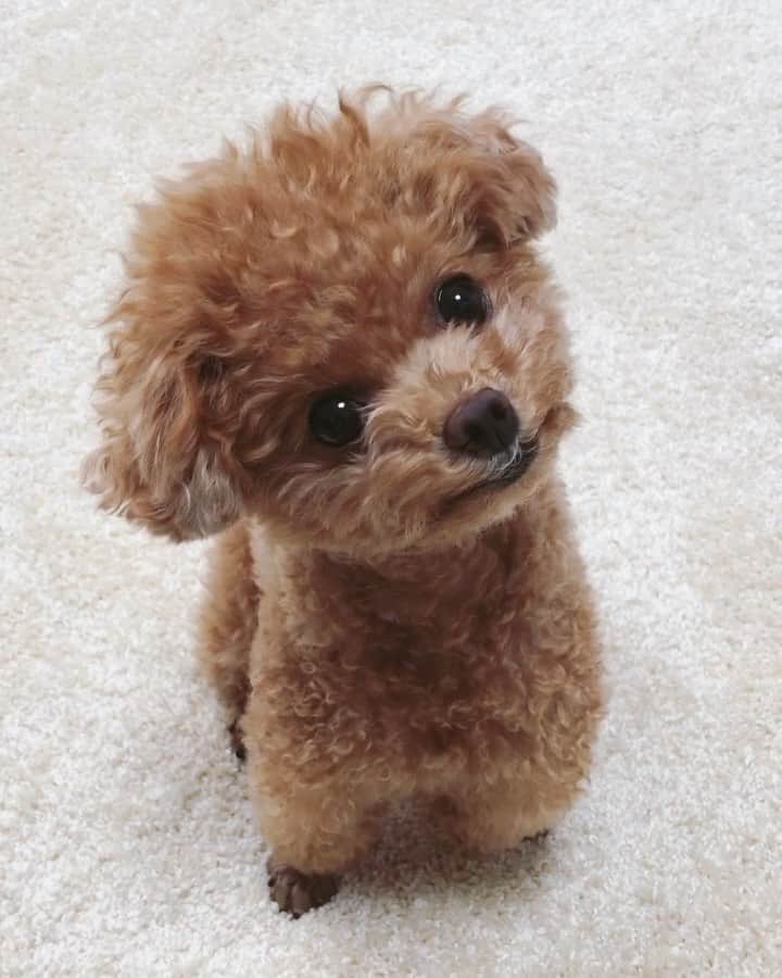 ふわのインスタグラム：「#toypoodle#toypoodlegram#dogstagram#doglover#doglife#instadog#dog#fuwamama#ふわもこのふわ#ふわ#いぬすたぐらむ#トイプードル#ふわもこ部#犬バカ部#親バカ部#犬のいる暮らし#夏休みがこないね#お家でふわ遊び」