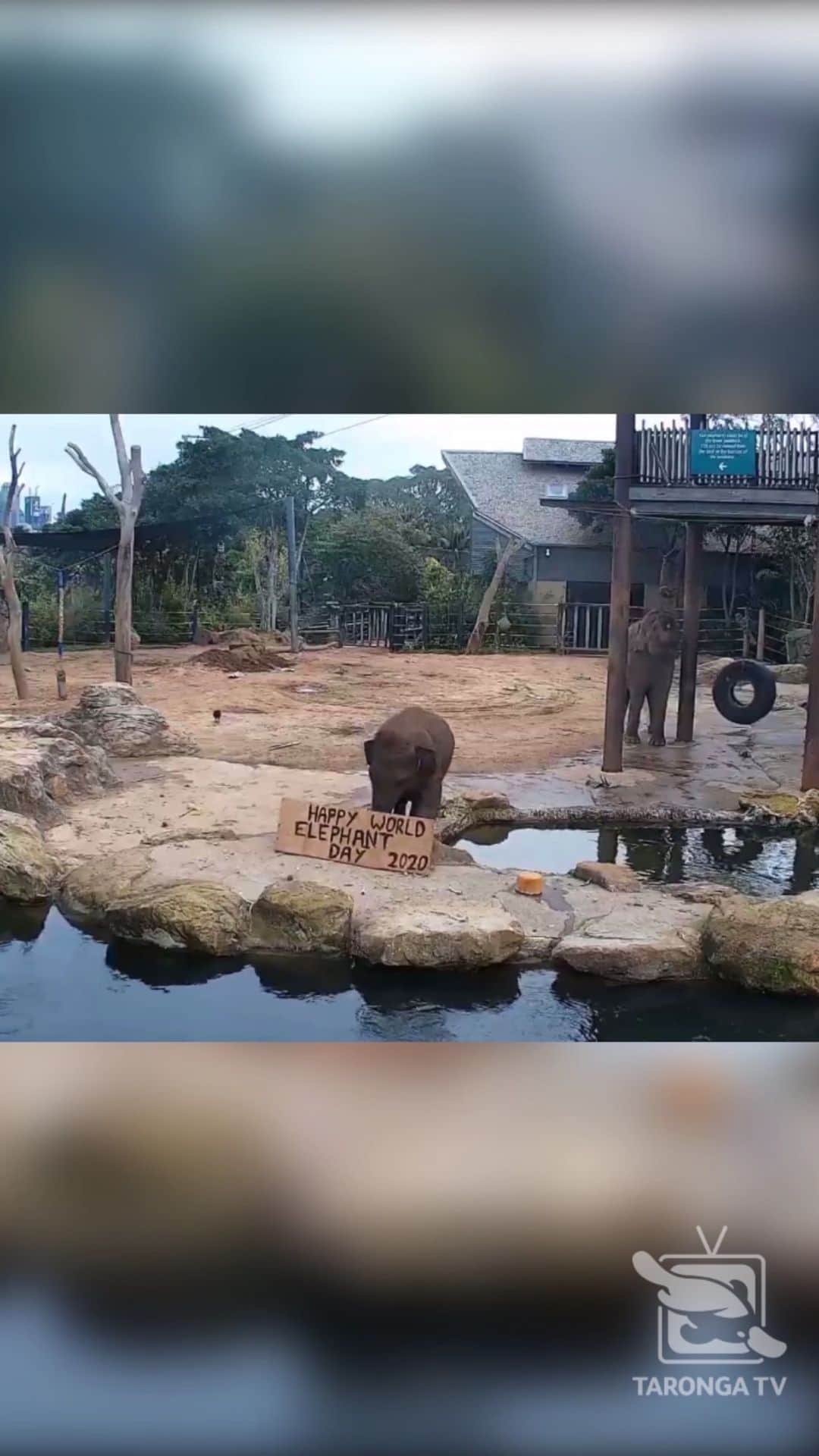タロンガ動物園のインスタグラム