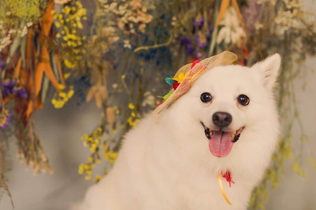 眞鍋さゆりのインスタグラム：「おめかし　かりん いい感じに笑ってんねぇ  日本スピッツのカリン♀です ❤️my name is karin❤️ 🎂2013🌈06🌈23🎂 #instagramdebut  #japanesespitz  #doglover  #jpspitz  #日本スピッツ #dogsofinsta  #dogsofinstagram  #petstagram  #dogmodel  #instadog  #犬 #ワンスタグラム  #愛犬  #犬のいる暮らし」