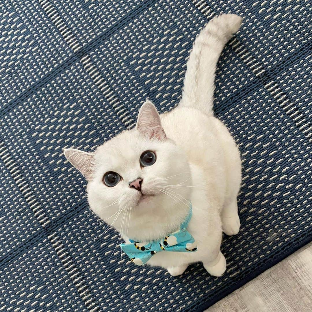 ミスター・ホワイトさんのインスタグラム写真 - (ミスター・ホワイトInstagram)「Can I have a hug please ? #love #meow #petprotect」8月13日 16時32分 - white_coffee_cat