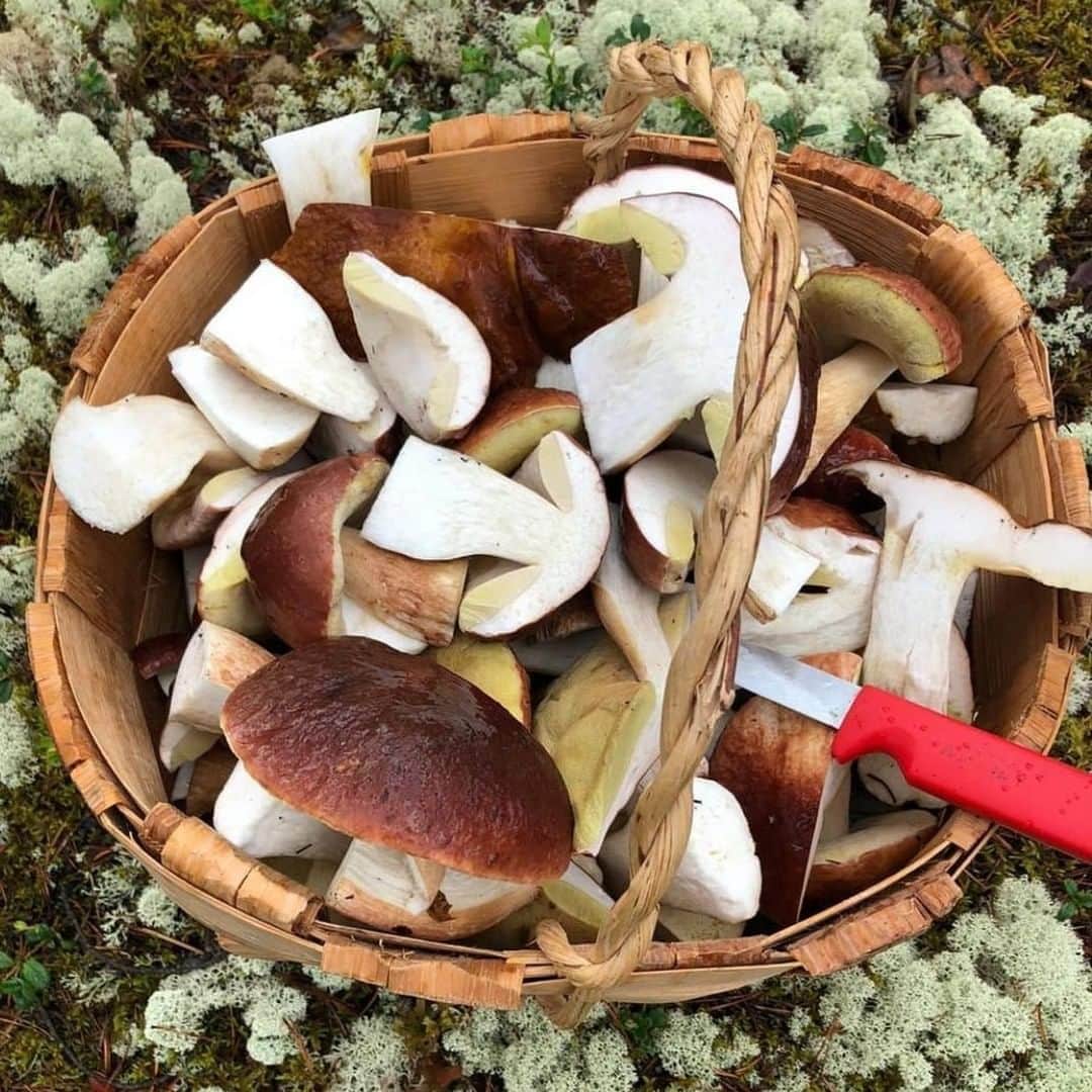 フィンランド政府観光局さんのインスタグラム写真 - (フィンランド政府観光局Instagram)「キノコ狩りもフィンランド人の好きな森でのアクティビティです。新鮮でおいしいキノコが食べられるだけでなく、ただキノコを摘むということが大好きだと言う人もいます。 . @rokuanhovi さんの写真。Kiitos！  #visitfinland #ourfinland #visitfinlandjp # #finland #北欧旅行 #travelgram #フィンランド #フィンランド政府観光局 #北欧 #travel #instatravel #travel #travelgram #travelling #traveler #おうちで北欧を楽しもう #おうちフィンランド #旅を夢見て #北欧に行きたい気持ちを満たそう #キノコ狩り #森 #ワイルドフード」8月13日 16時43分 - visitfinlandjapan