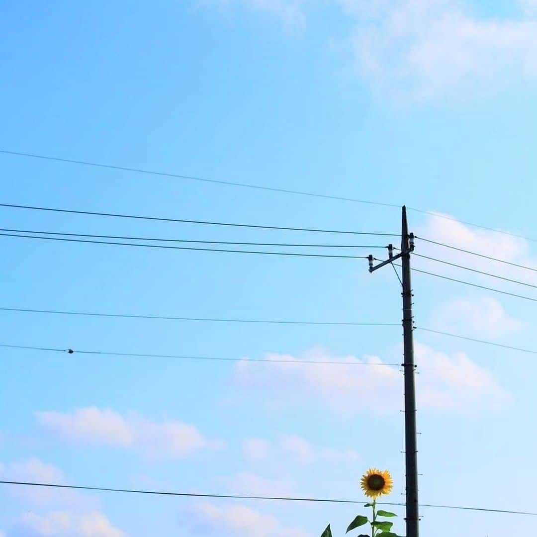 Photobackさんのインスタグラム写真 - (PhotobackInstagram)「青い空と一輪のひまわり 夏、ですね🌞 ここは座間のひまわり畑🌻 ﻿だそうですよ✨ . ステキなお写真投稿 ありがとうございます！ . 「Instagram投稿キャンペーン」で #photobackタビフォト をつけて 投稿いただい作品の中から、 素敵な作品をご紹介します。 . . ご好評につき、Instagram投稿 キャンペーン第二弾を開催中！ . 引き続き、 ①Instagramで @photoback.jp をフォロー ②#photobackタビフォト の ハッシュタグをつけて、 旅の思い出投稿をするだけで 投稿していただいた方の中から抽選で JTB旅行券1万円分を2名様にプレゼント🎁 . ※ご注意※ キャンペーン期間中(8/5～8/31)に 投稿された写真が 抽選の対象となります。 過去の投稿済み写真へ タグ付けのみの投稿は 抽選対象外となりますので ご注意ください！ . 写真を投稿する際は、 ぜひ #photoback のハッシュタグも つけてみてくださいね☺️ . キャンペーン締切は8月31日(月)まで！ みなさまからの投稿をお待ちしております！ . . #Repost @spuri_3060 • • • • • • 座間のひまわり畑🌻﻿ ﻿ ﻿ ﻿ ﻿ #myodakyu #odakyu #odakyutrip #座間 #座間ひまわり畑 #ひまわり #ひまわり畑 #photobackタビフォト #オイル交換もロータス　#photobackタビフォト #premirhotelcabin2020 #わたしだけのパワースポット」8月13日 17時00分 - photoback.jp