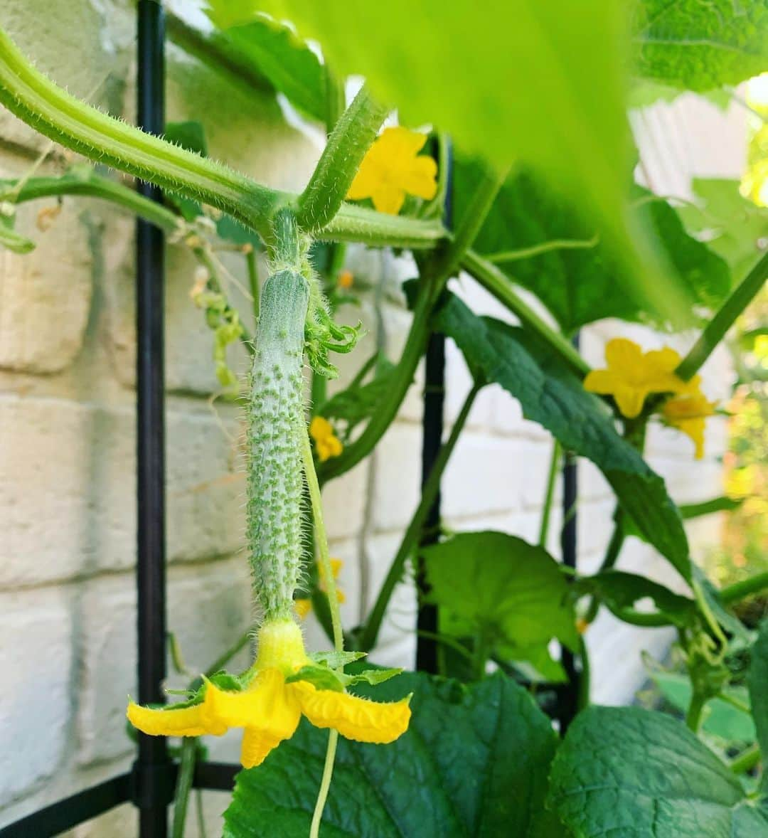 鈴木六夏さんのインスタグラム写真 - (鈴木六夏Instagram)「夏野菜もそろそろ終わりが近づく時期だけど、 このものすごい日照りのなか まだまだ野菜たち、頑張ってくれてます😆」8月13日 16時55分 - rikuka.62