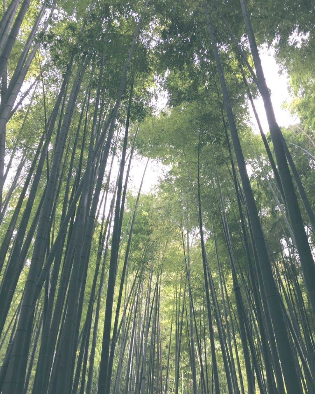 fumikaさんのインスタグラム写真 - (fumikaInstagram)「深呼吸。  #いつかの #鎌倉 #竹の庭 #緑のある生活」8月13日 17時24分 - fumikasingasong
