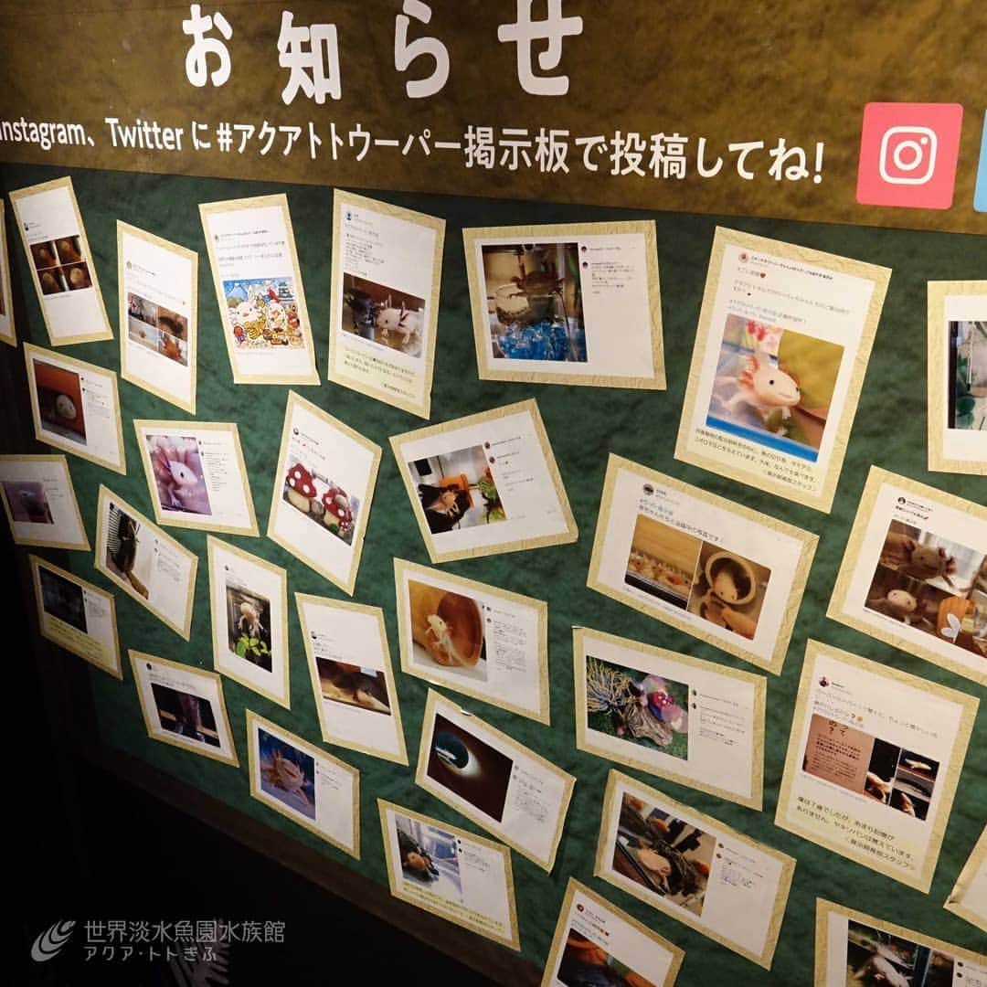 世界淡水魚園水族館 アクア・トト ぎふのインスタグラム：「#アクアトトウーパー掲示板　新たな投稿を掲出させていただきました！ ご質問もいただきましたので、紹介いたします。  引き続き皆さまのご投稿、お待ちしています！ 投稿について詳しくはHPをご覧ください。  #アクアトト #アクアトトぎふ #アクアトト岐阜 #水族館#aquarium#ウーパールーパー」