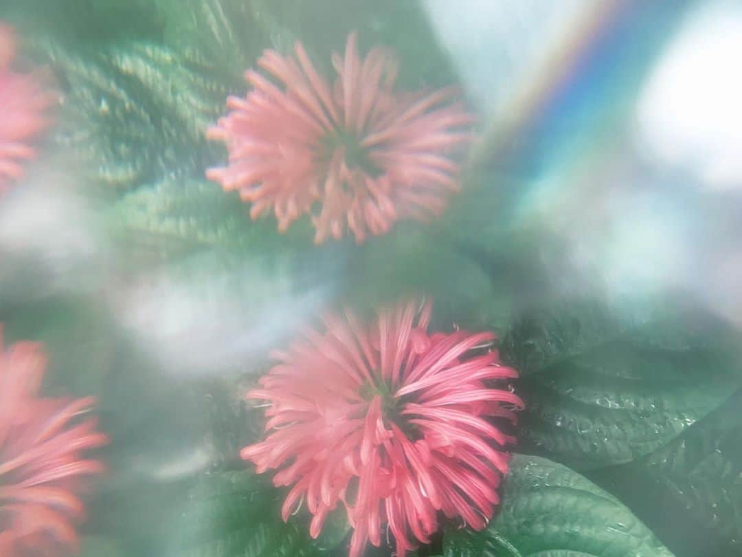 櫻田宗久のインスタグラム：「櫻田宗久写真展「水晶をとこ　瞑想をどり」 9月4日(金)～13日(日)　2会場にて同時開催  2会場は開廊時間、休廊日が異なりますのでご確認ください。会期中のイベント等の追加情報はホームページに掲載します。  ★神保町画廊🔗　開廊時間: 13時～19時　会期中無休 千代田区神田神保町1－41－7　安野ビル1階  ★路地と人🔗　　開廊時間: 16時～21時　水曜日休廊 千代田区神田三崎町1－15－9　木暮ビル2階  お気に入りの水晶を持って私は男を占わず、鏡の世界で美を作って遊んでいた。 そのうち光の中に入って私はいなくなりあなたとなった。 あなたも私で、世界のすべて。  そのうち私は前にいる男と一緒に瞑想をしていたことに気がついた。 iPhone片手に世界と繋がりながら瞑想をどり。  踊らされているのではなく自ら踊る。 諦めや投げやりな踊りではなく 自らの自由を掴むためのダンス。  あなたも現れ私と一緒に遊ぶ。 いつしか私たちは水晶の様に透明になって、光って。  櫻田宗久が普段から使っているiPhoneで 水晶や花、ガラスをレンズ越しに携え男性ヌードを撮り下ろした最新作。 作品は2018年〜20年にかけて撮影された。 神保町画廊と路地と人での2拠点で開催する個展となります。  #2020 #art  #flower #shinjuku #artgallerys #artist #photography  #櫻田宗久 #sakuradamunehisa  #contemporaryart #artcollectors  #fineartphotography #abstractphotography #contemporaryphotography #fineart  #abstractart #artcurators  #gay #gayart #artforummagazine  #malenude #instart #arte #현대사진 #미술　#chromosome #japan #艺术作品」