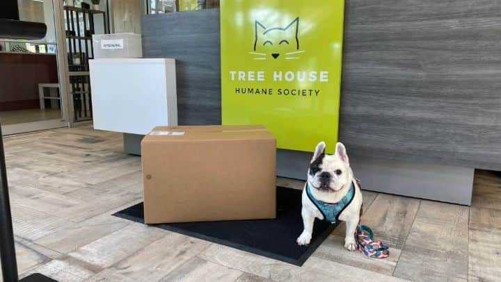 Manny The Frenchieのインスタグラム：「Love my cat friends! 🐈 Got a chance to stop by @treehousehumanesociety recently to drop off some donated cat treats thanks to my friends at @halopets!」