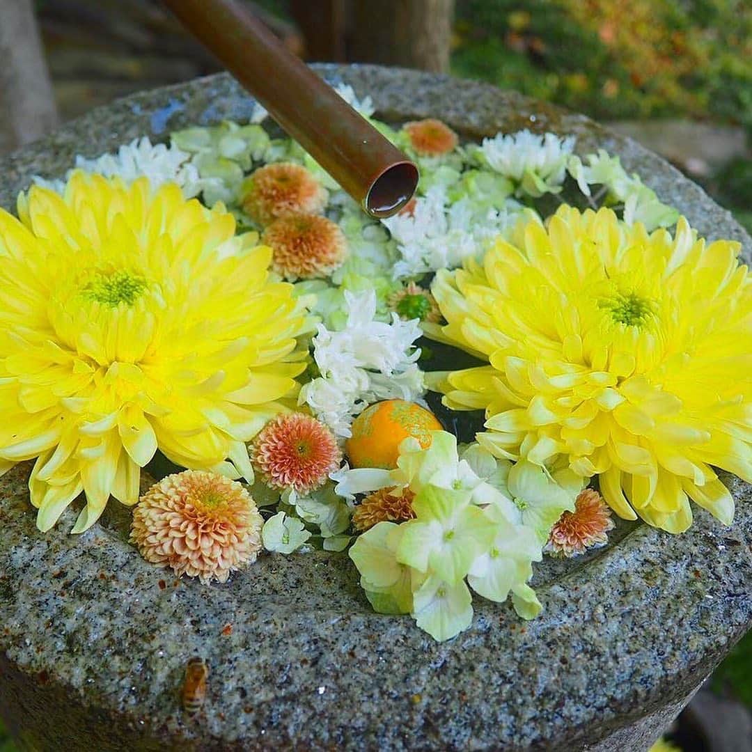 PATRA magazineさんのインスタグラム写真 - (PATRA magazineInstagram)「8/13♡スワイプしてね👉「全国の花手水が可愛い♡」 . 「花手水」は、神社やお寺の手水に 季節になぞって、 色とりどりの花々を浮かべた飾りつけのこと。  全国の可愛い花手水は花が咲き誇っている季節にしか見られない期間限定です🌸  北野天満宮などでも見られるよ。 お家の近くの神社なども見てみよう🌼  . Thank you 🌹 @kaori.0914 . 今女の子の中で流行っているコトやITEMがあればPATRAをタグ付けして教えてね❤︎ 皆さんのすてきな投稿をぜひ紹介させてください！ . . #PATRA #お洒落さんと繋がりたい #おしゃれさんと繋がりたい #花手水 #御朱印巡り #御朱印 #神社 #神社巡り #お寺巡り #寺院巡り #花 #女子旅 #旅気分 #お洒落さんと繋がりたい #おしゃれさんと繋がりたい #旅行好き #旅好き #旅行好きな人と繋がりたい #旅行好き女子」8月14日 5時43分 - patra__jp