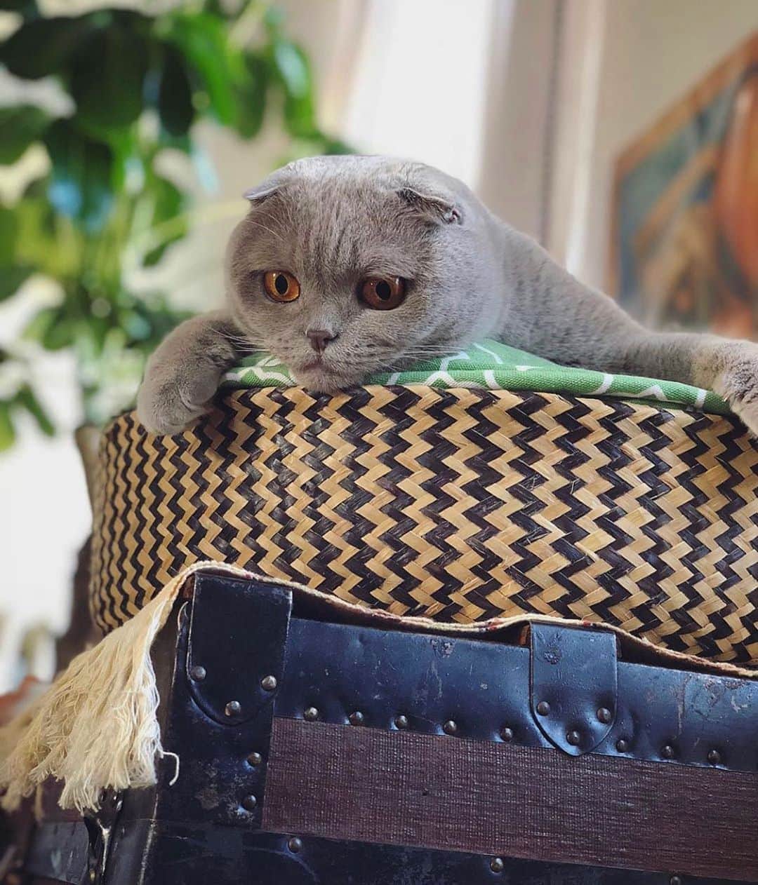 Millaさんのインスタグラム写真 - (MillaInstagram)「When you wanna play with the feather toy... but it’s down there... and you’re up here... and it’s just too complicated! #tbt #firstworldproblems #MillaTheCat #hardknocklife」8月14日 5時44分 - millathecat