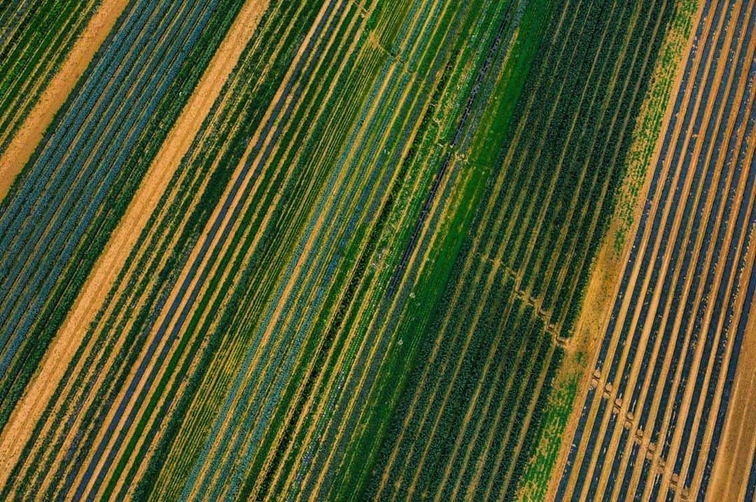 National Geographic Creativeさんのインスタグラム写真 - (National Geographic CreativeInstagram)「Photo by @joshuacogan| An aerial image of the wide variety of produce that grows in the Virginia Coastal Soils. Small farms like these that grow a range of produce are easier on the land and require less intensive pesticide, fungicides and fertilizers use because they are less susceptible to disease and pests than large scale Mono-crops. To learn more about Midatlantic food systems, agriculture and the environment follow me @joshuacogan」8月14日 4時25分 - natgeointhefield