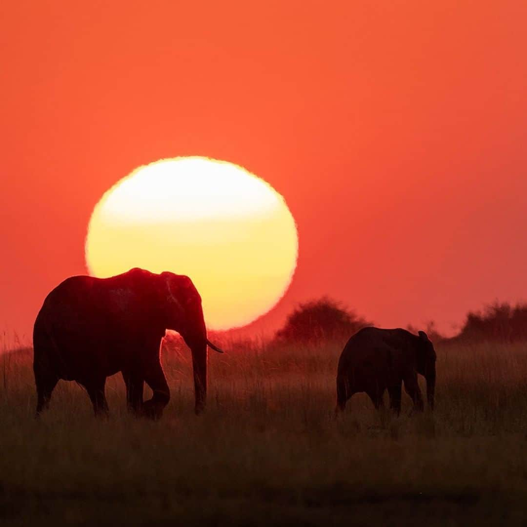 National Geographic Travelさんのインスタグラム写真 - (National Geographic TravelInstagram)「Photo by @daisygilardini  African sunsets have no equal! The bigger the sun, the cooler the picture. But how do you technically achieve this?  Your lens’s focal length will determine how big the sun will appear in your image. Use a wide-angle lens and your sun will be just a dot. Use a big telephoto lens and you will end up with a big sun. The same applies to the moon.  The focal length determines how big the sun will be in relation to the frame, but is does not determine the size of the subject in the frame. What determines how big the sun is, in relation to the subject, is the distance between the shooting spot and the subject. Here’s a simple rule: For a subject of size “Y” you have to be at a distance of 100 x “Y” from the subject to have the sun be the same size as the subject. Let’s assume the elephant has a diameter of six meters. In order to have the elephant appear the same size as the sun, you will have to shoot from 600 meters away. Follow me @DaisyGilardini for more images and stories behind the scenes. #africa #elephant #botswana #chobenationalpark #wildlifephotography」8月14日 5時05分 - natgeotravel