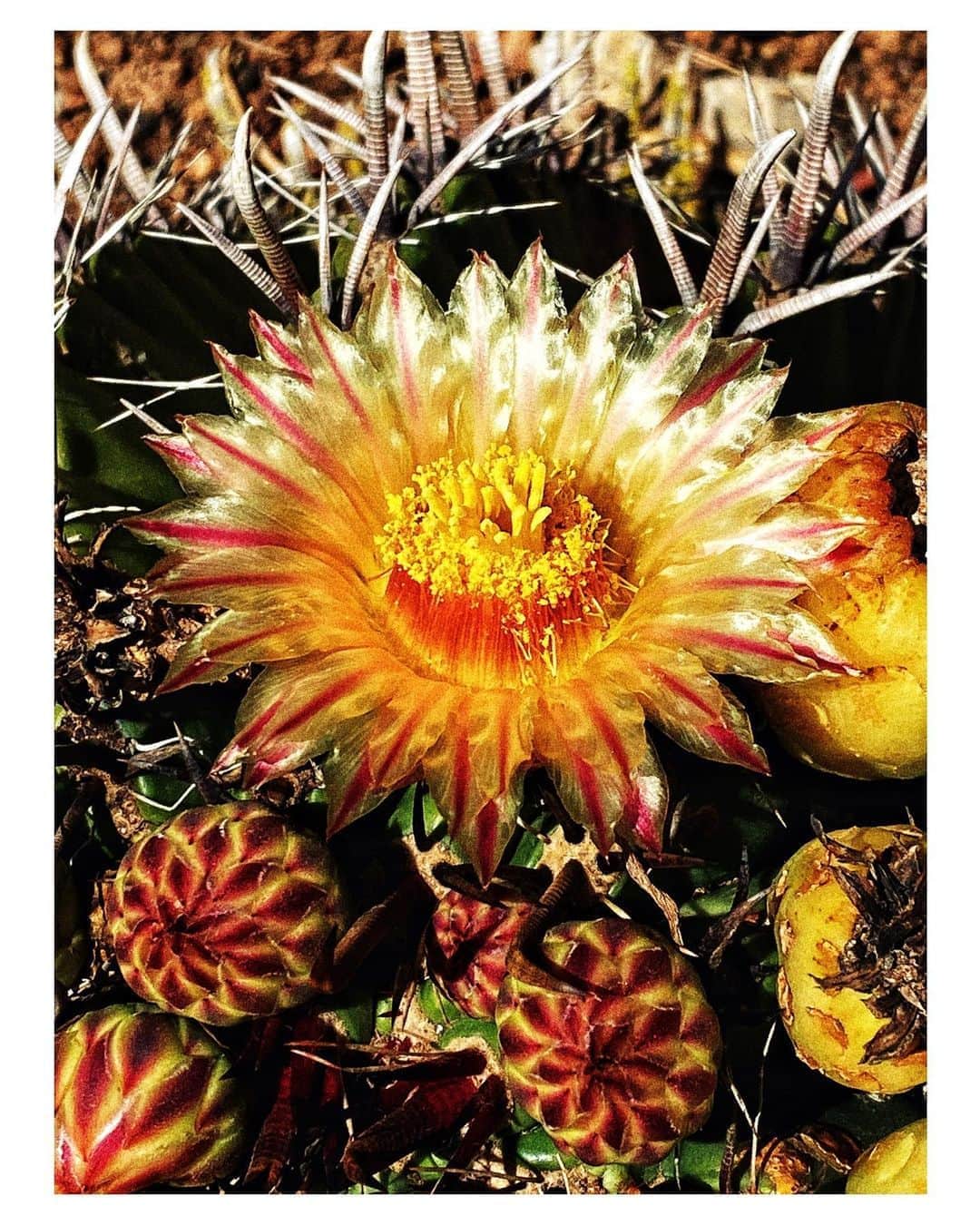 マリオ・ソレンティさんのインスタグラム写真 - (マリオ・ソレンティInstagram)「Ferocactus pilosus flower  #Ferocactuspilosus」8月14日 5時20分 - mario_sorrenti